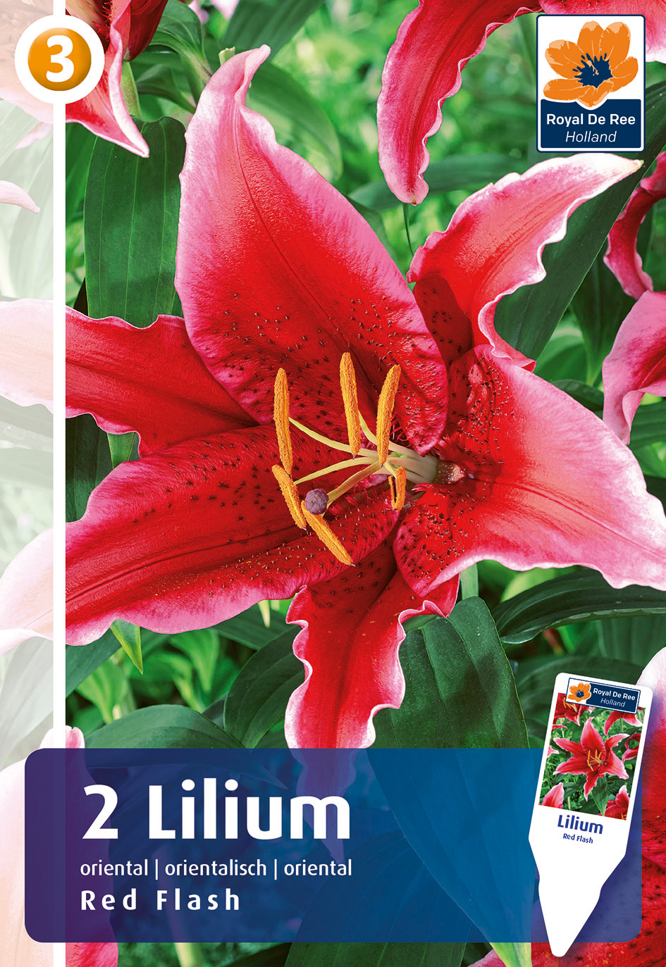 Lilija Red Flash 2 gab