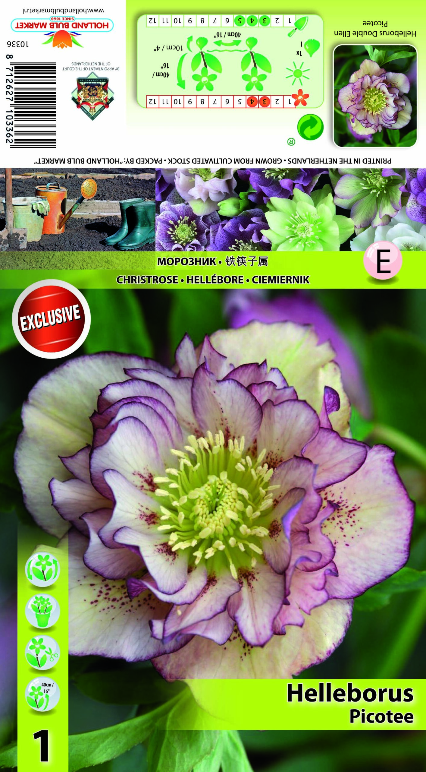 Ziemziede Double Ellen Picotee 1 gab