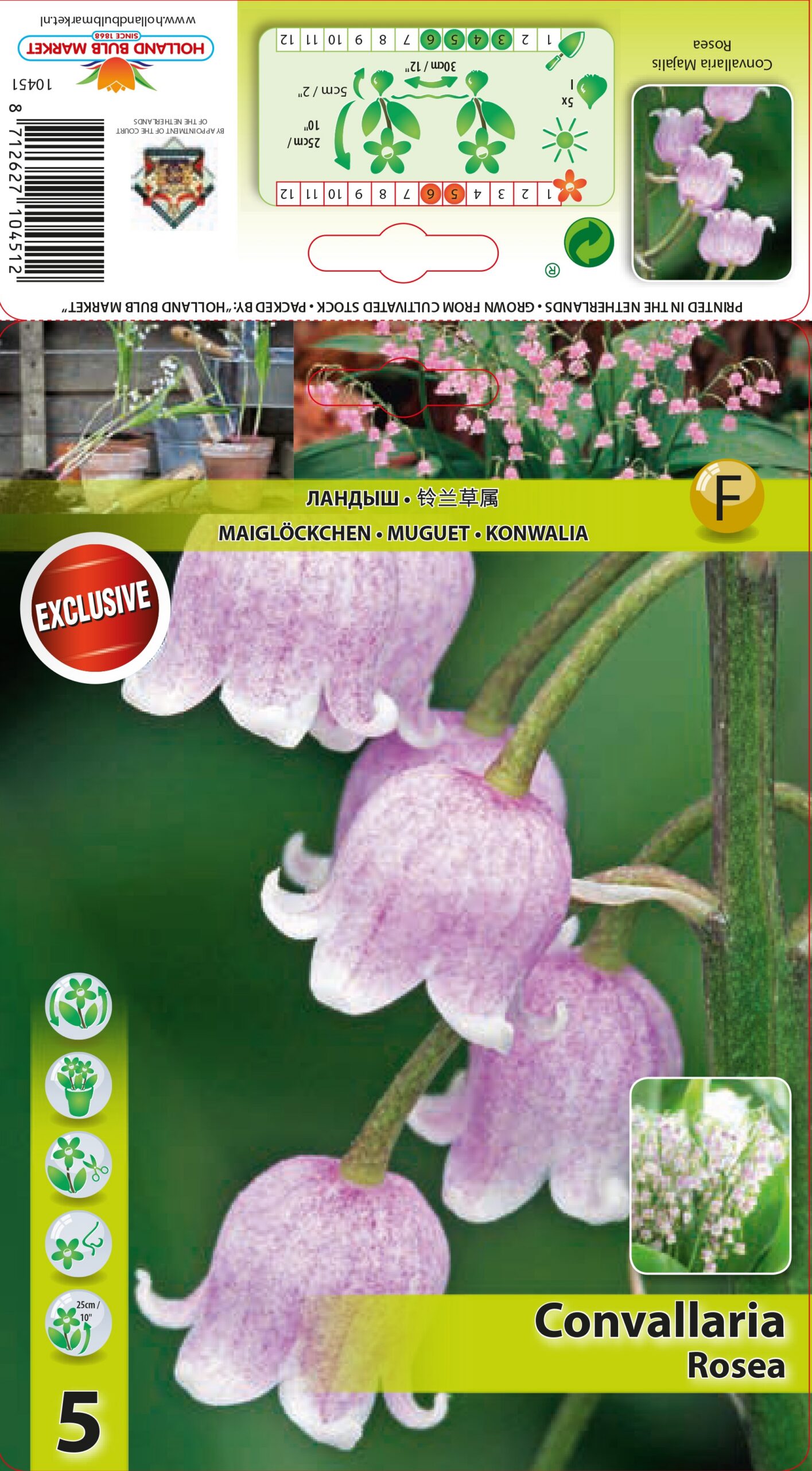 Maijpuķīte Rosea 5 gab