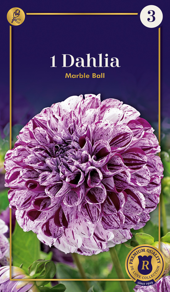 Dālija Marble Ball 1 gab