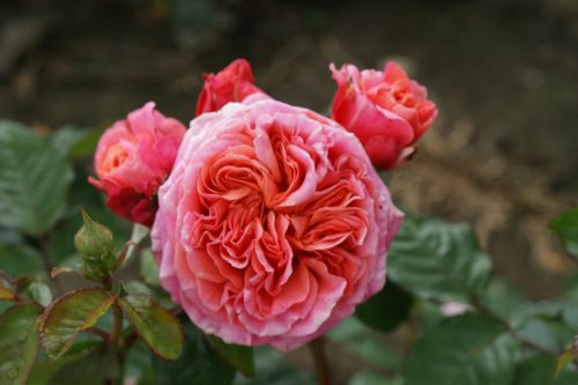 Roze Mary Ann kailsaknis 1 gab.