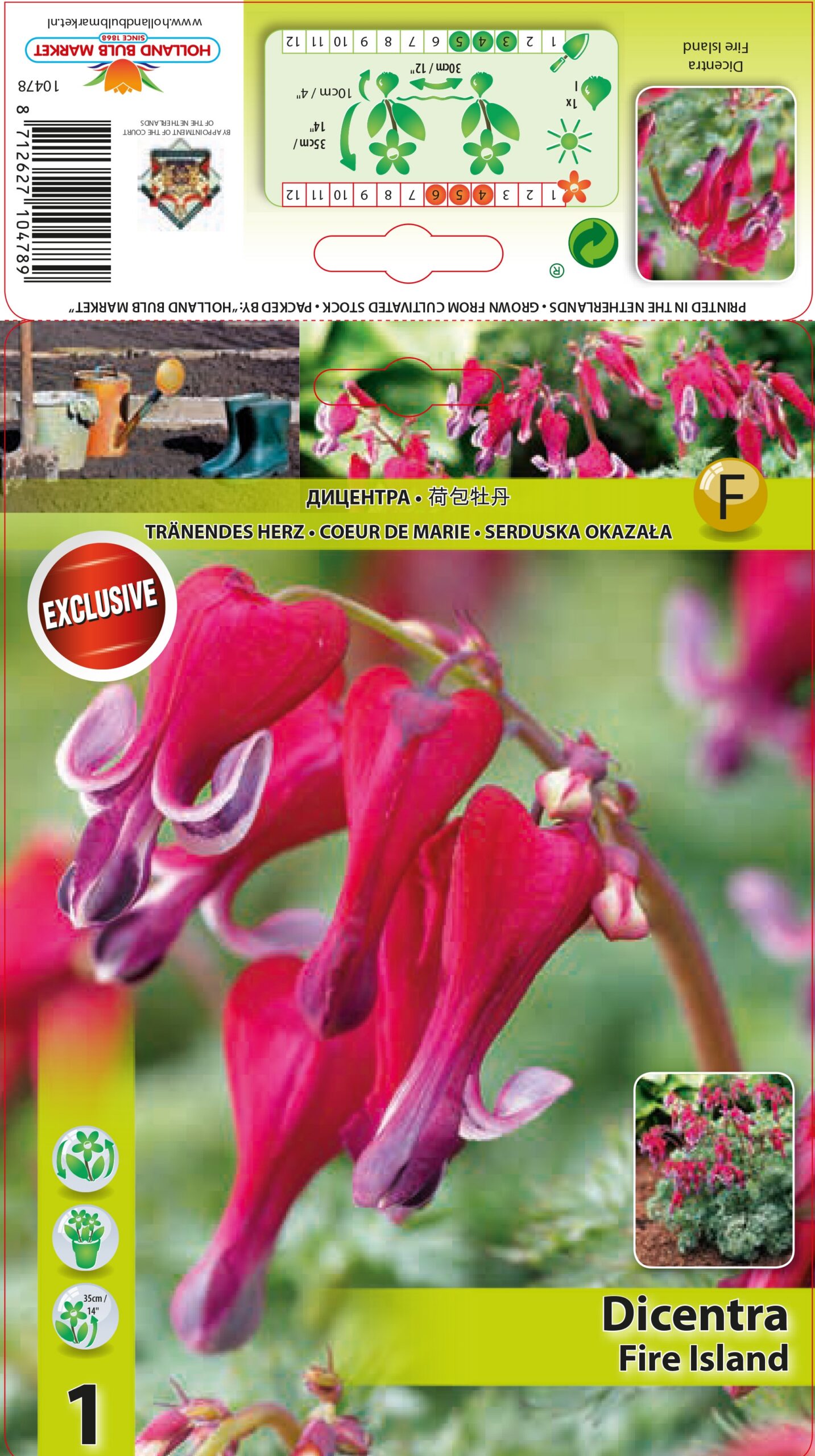 Sirdspuķe Fire Island 1 gab