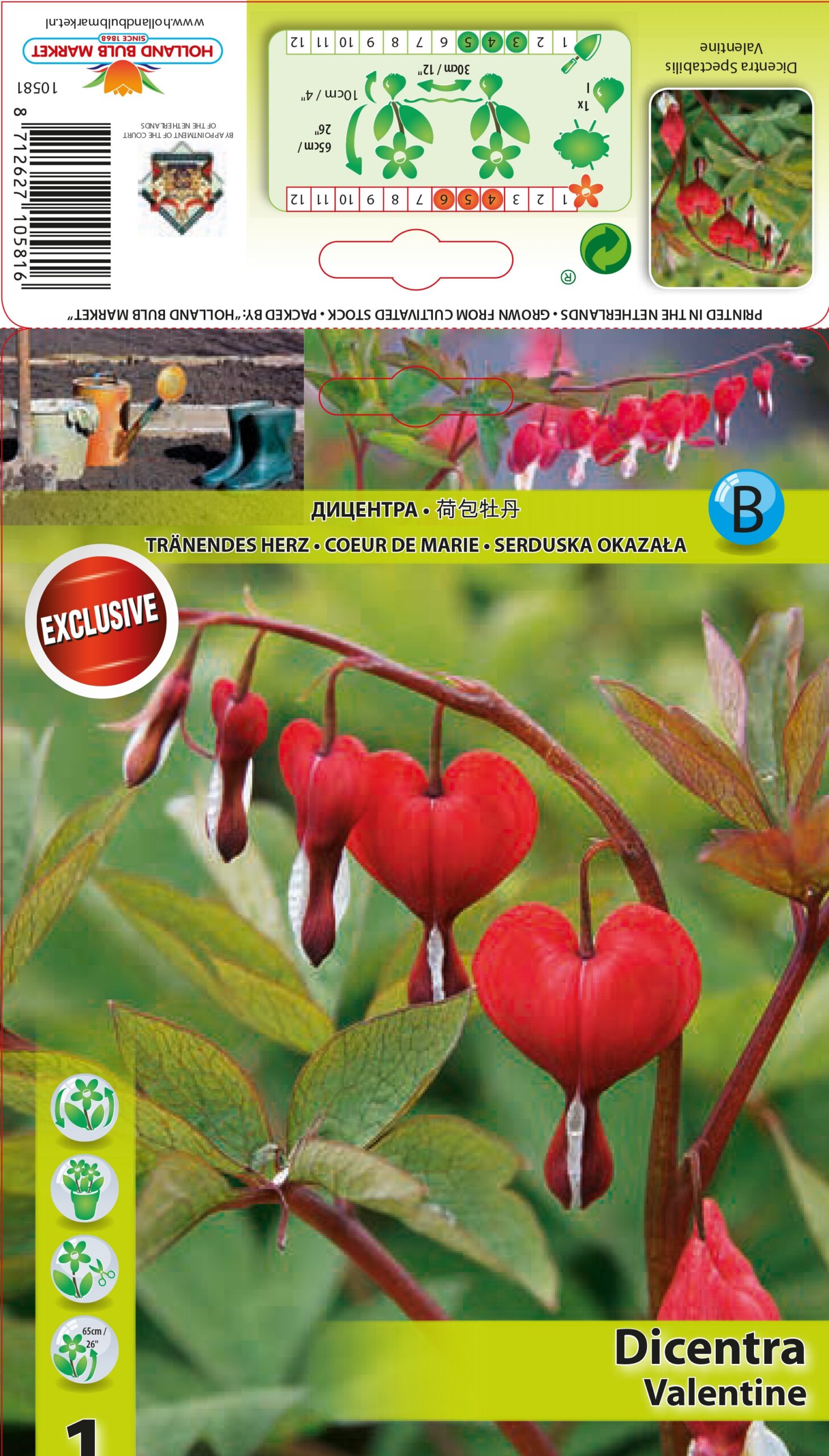 Sirdspuķe Valentine 1 gab