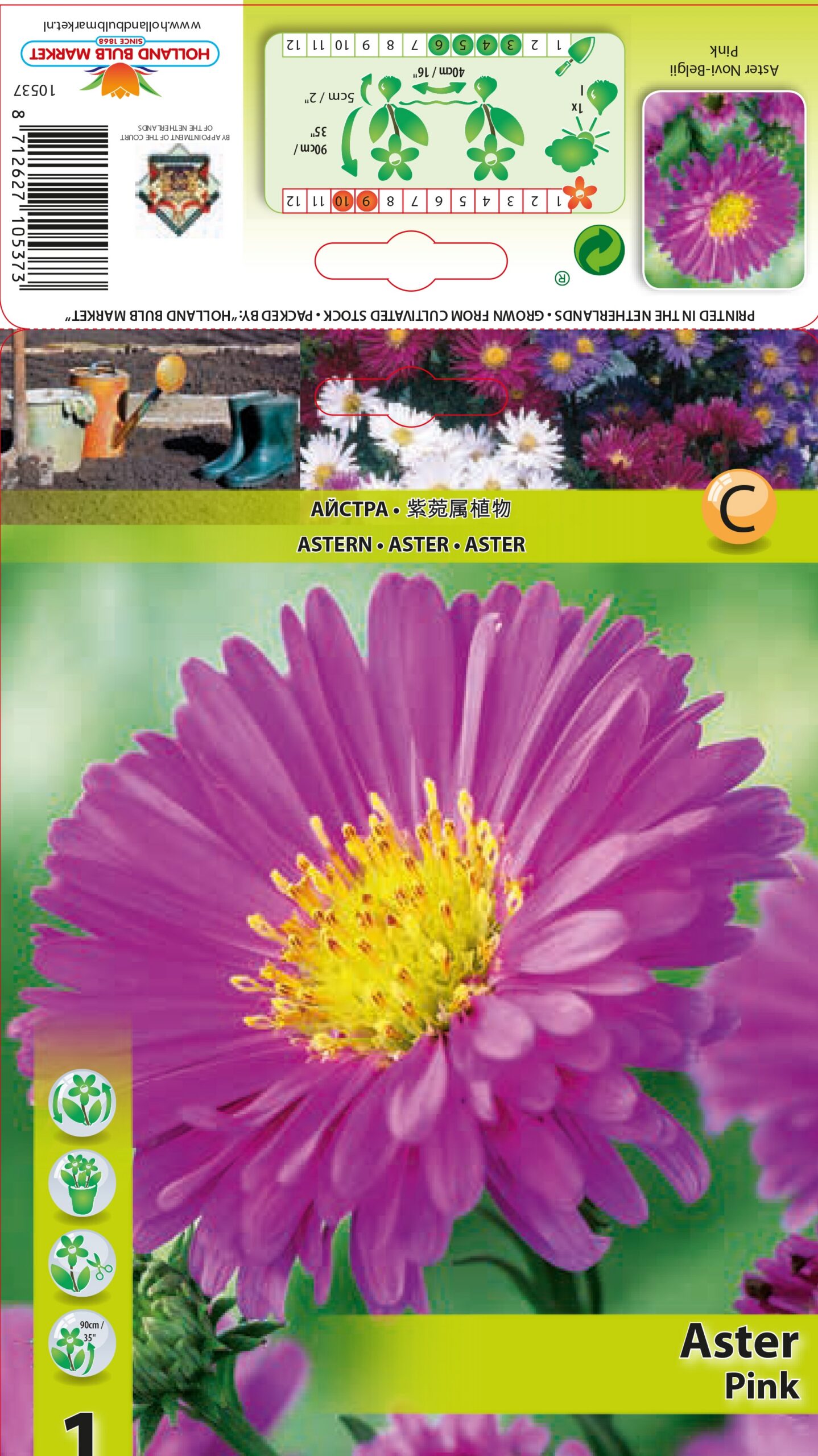 Jaunbeļģijas Ziemastere Pink 1 gab