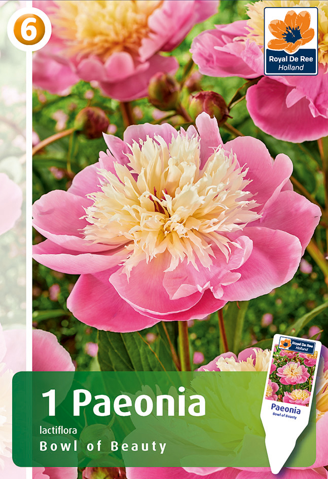 Peonija Bowl Of Beauty 1gab