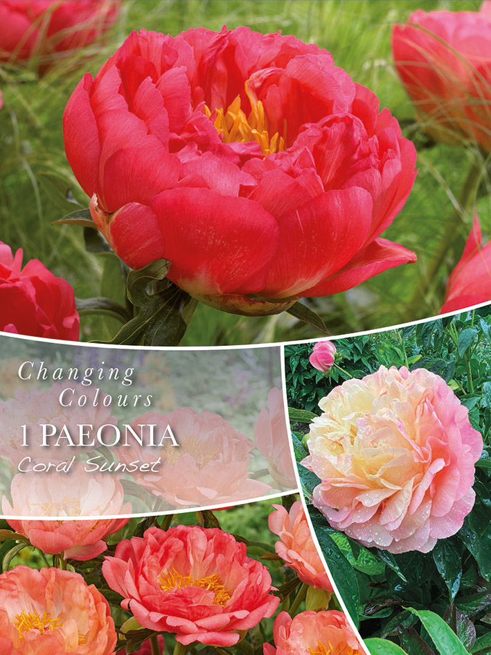 Peonija Coral Sunset 1 gab