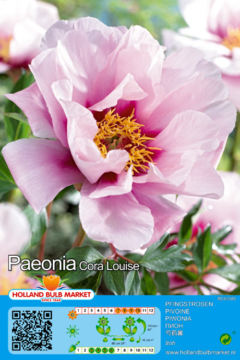 Peonija ITOH Cora Louise 1 gab