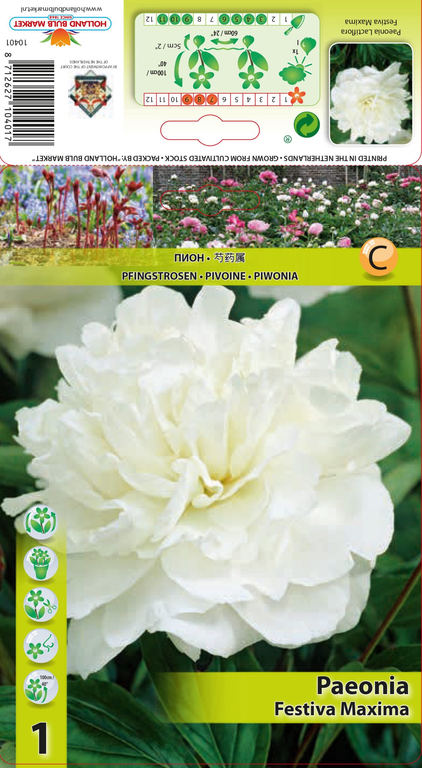 Peonija Festiva Maxima 1 gab