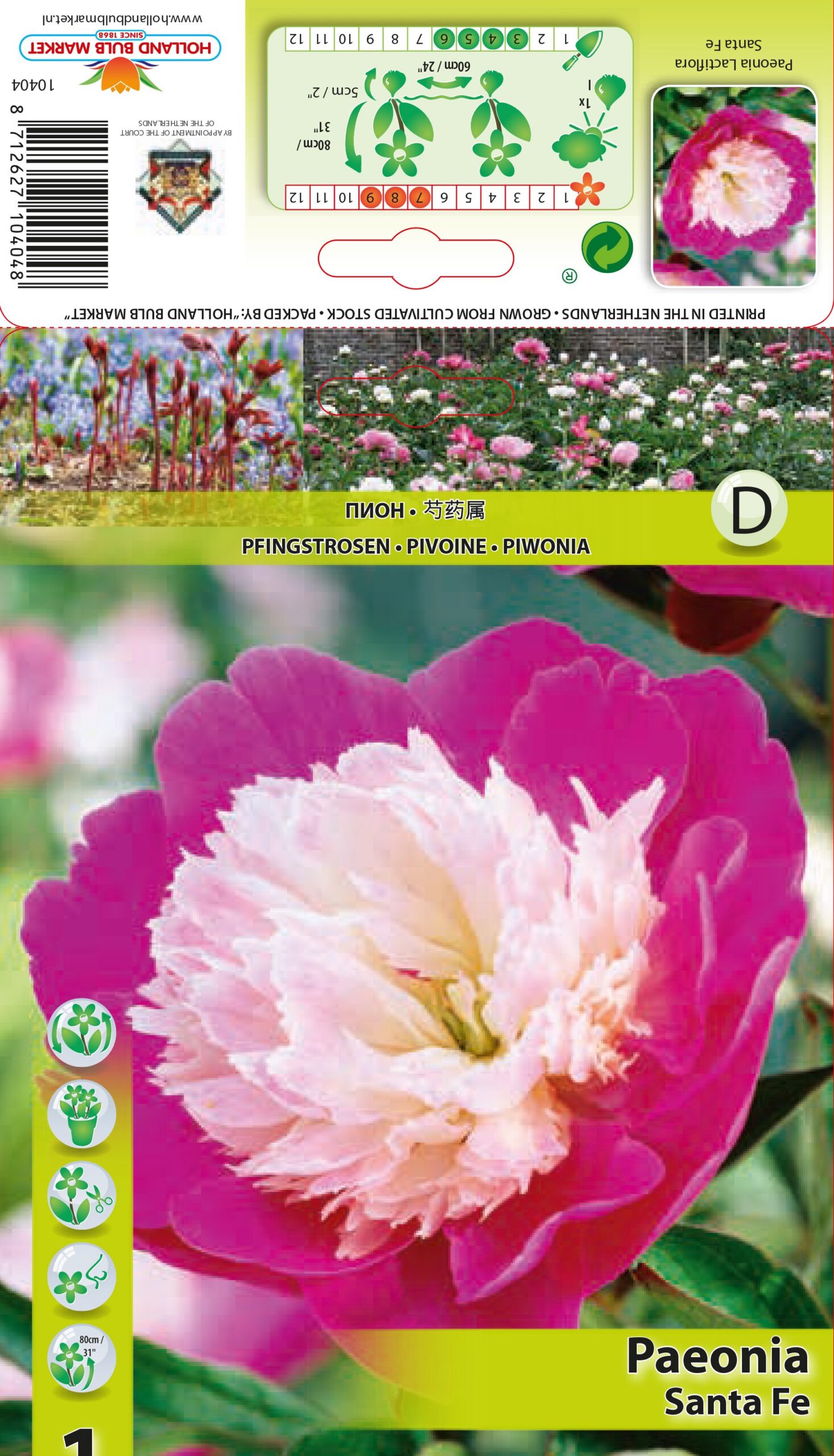 Peonija Santa Fe 1 gab