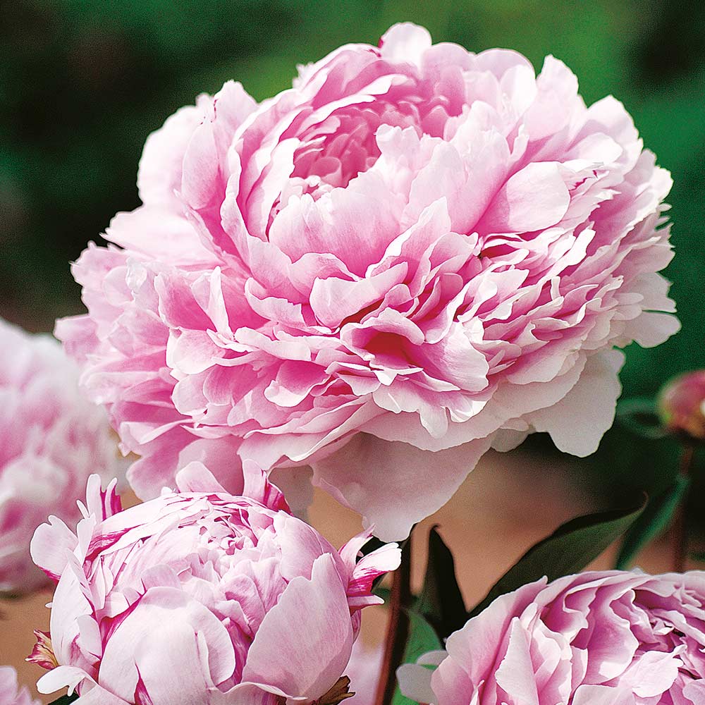 Peonija Sarah Bernhardt 1 gab