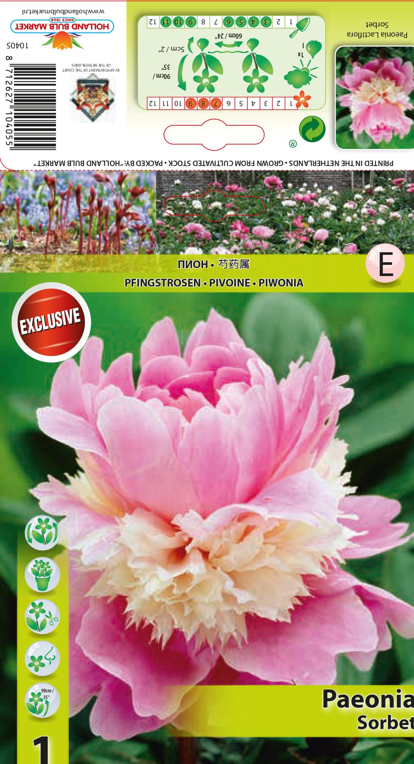 Peonija Sorbet 1 gab