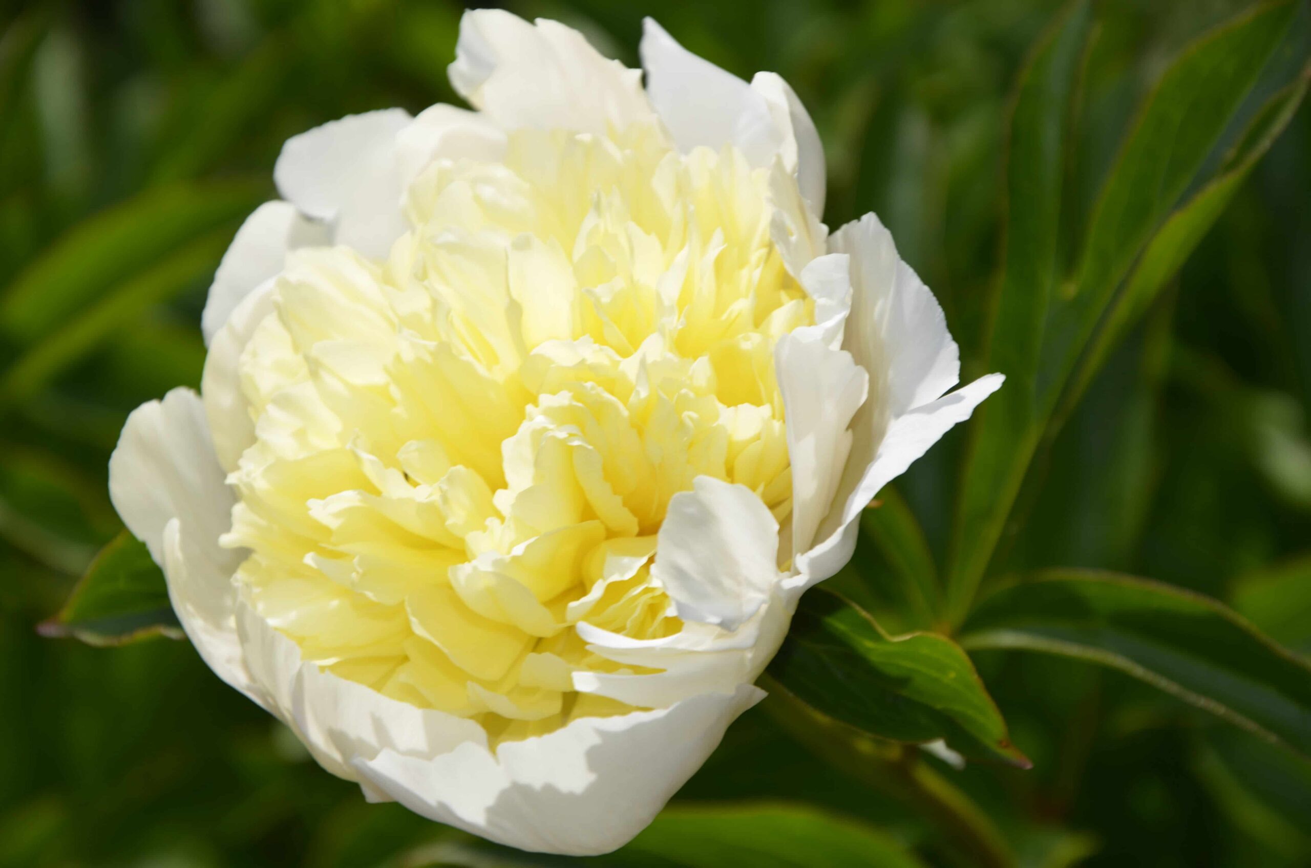 Peonija Laura Dessert 1 gab