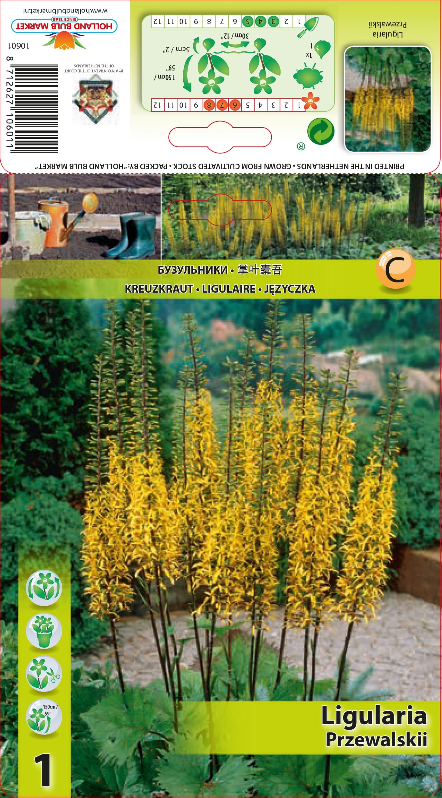 Prževaļska Ligulārija 1 gab