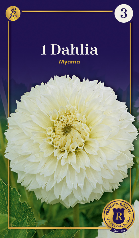 Dālija Fubuki Myama 1 gab