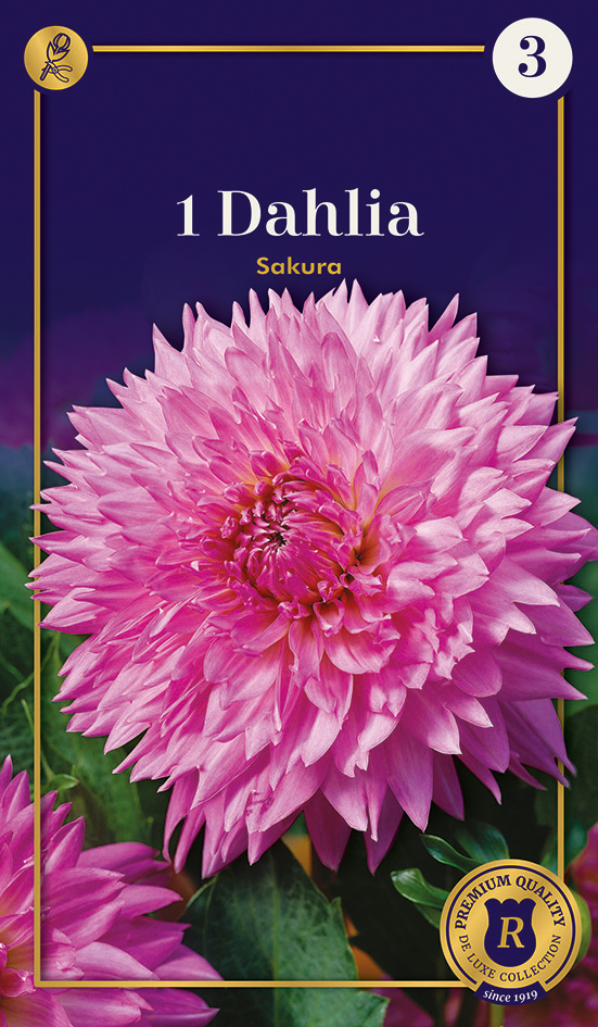 Dālija Fubuki Sakura 1 gab