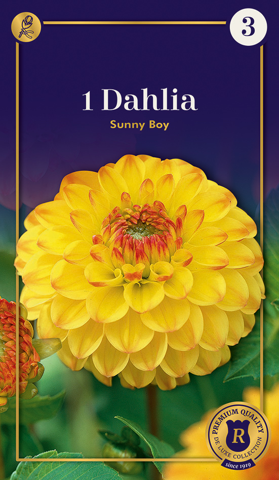 Dālija Sunny Boy 1 gab
