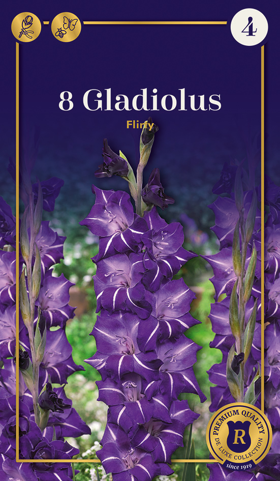 Gladiola Flirty 8 gab