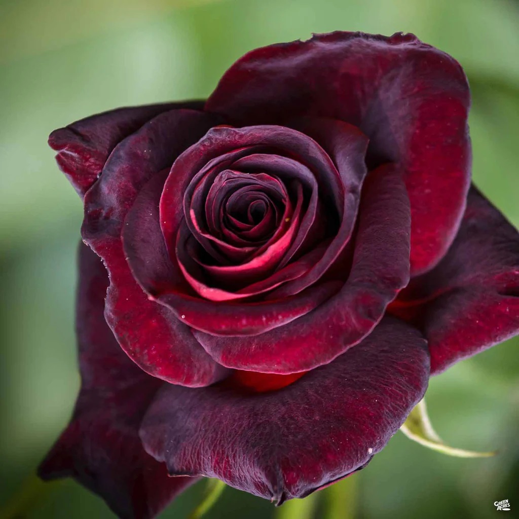 Roze Black Baccara kailsaknis 1 gab.
