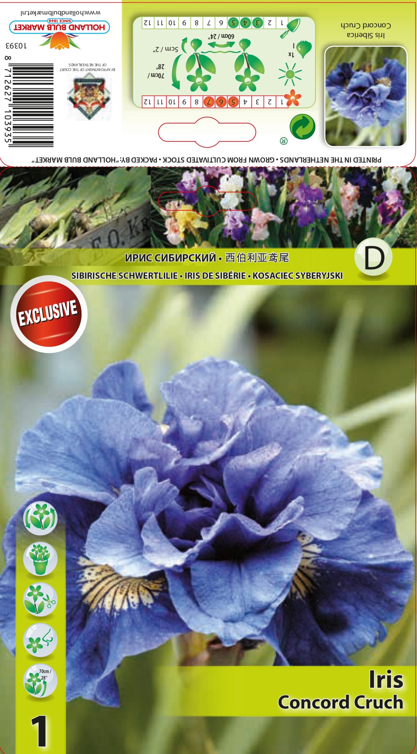 Sibīrijas Īriss Concord Crunch 1 gab