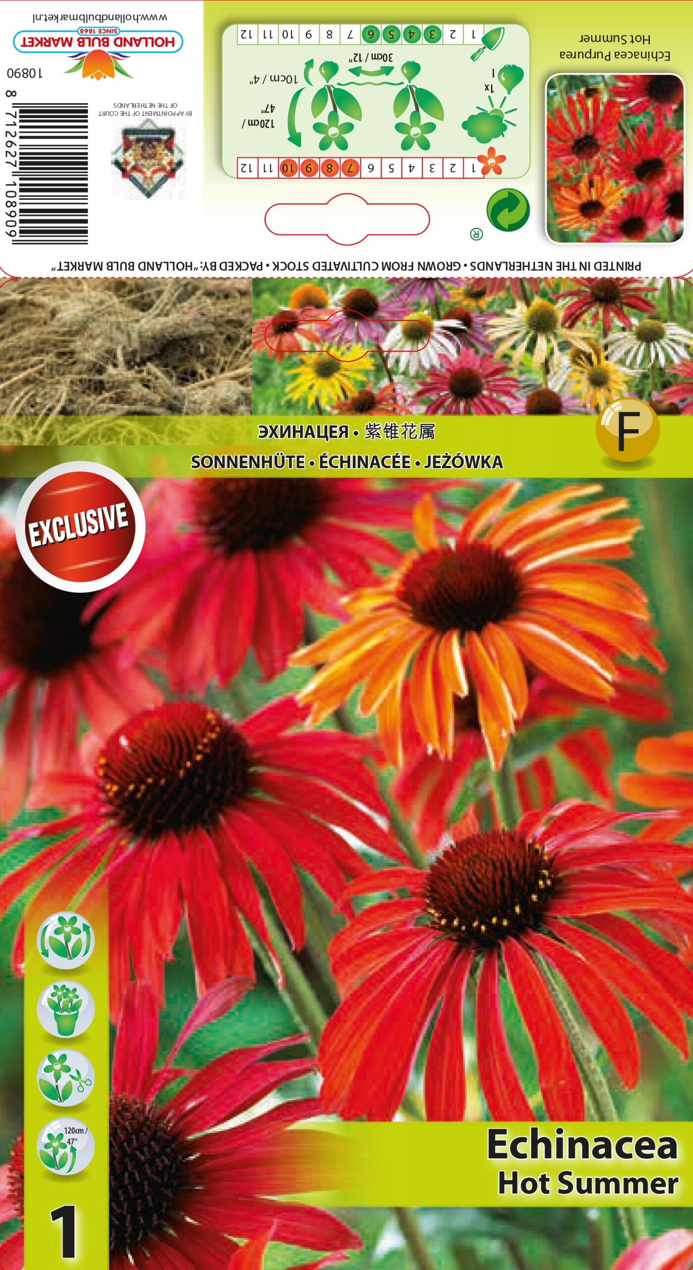 Purpursarkanā Ehinācija Hot Summer 1 gab