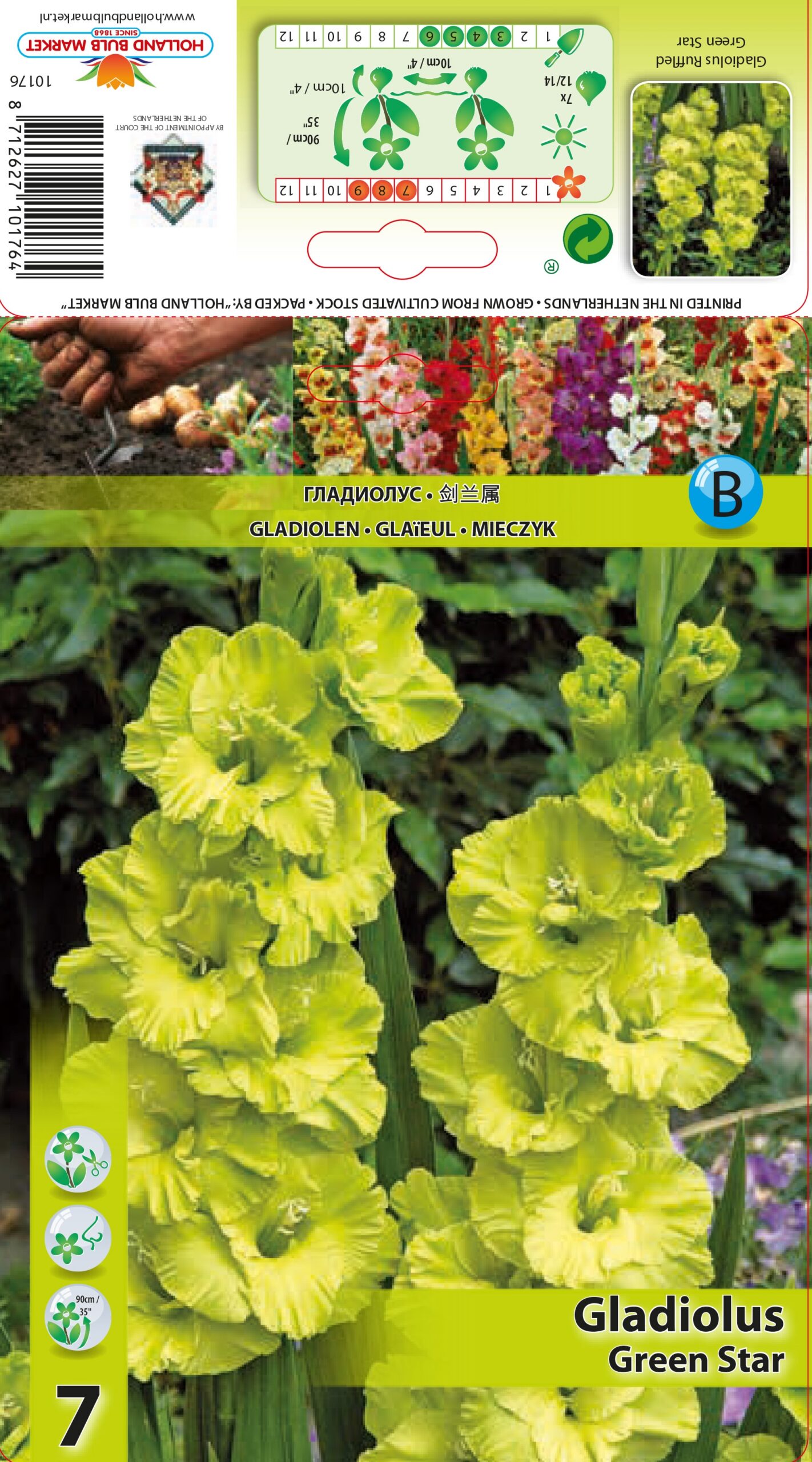 Gladiola Green Star 7 gab