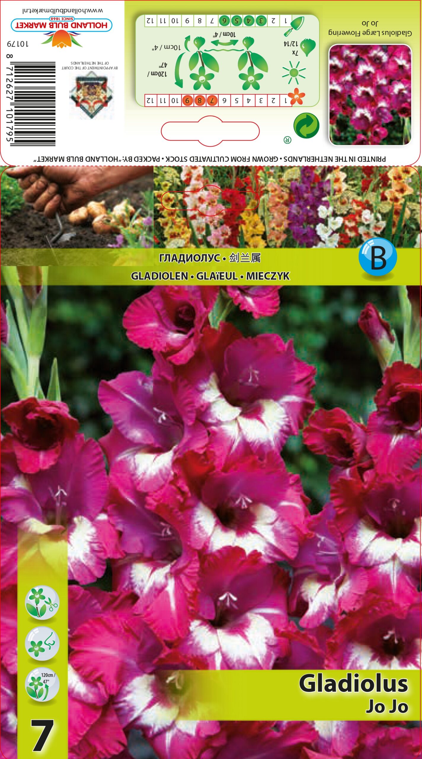 Gladiola Jo Jo 7 gab