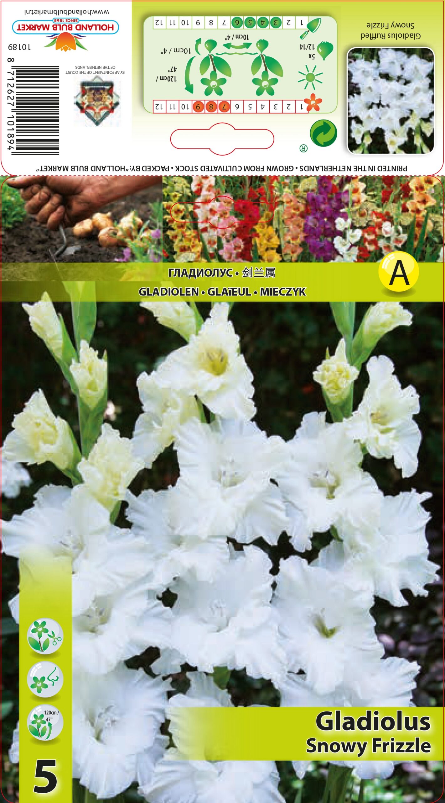 Gladiola Snowy Frizzle 5 gab