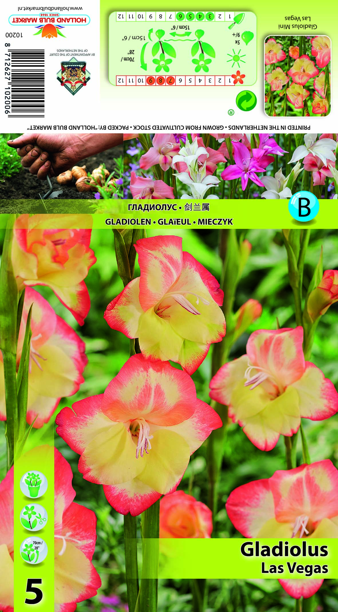 Gladiola mini Las Vegas 5 gab