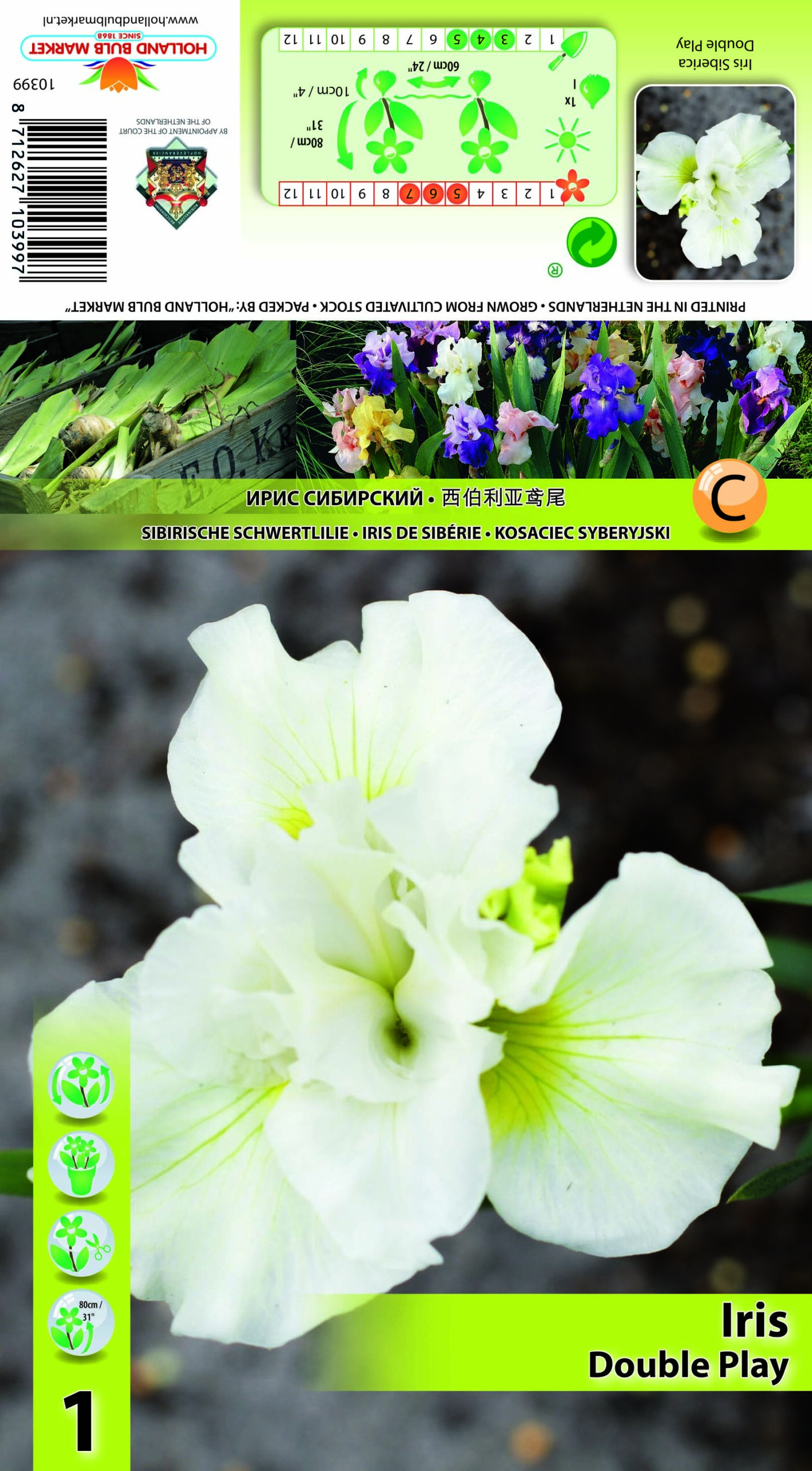 Sibīrijas Īriss Double Play 1 gab