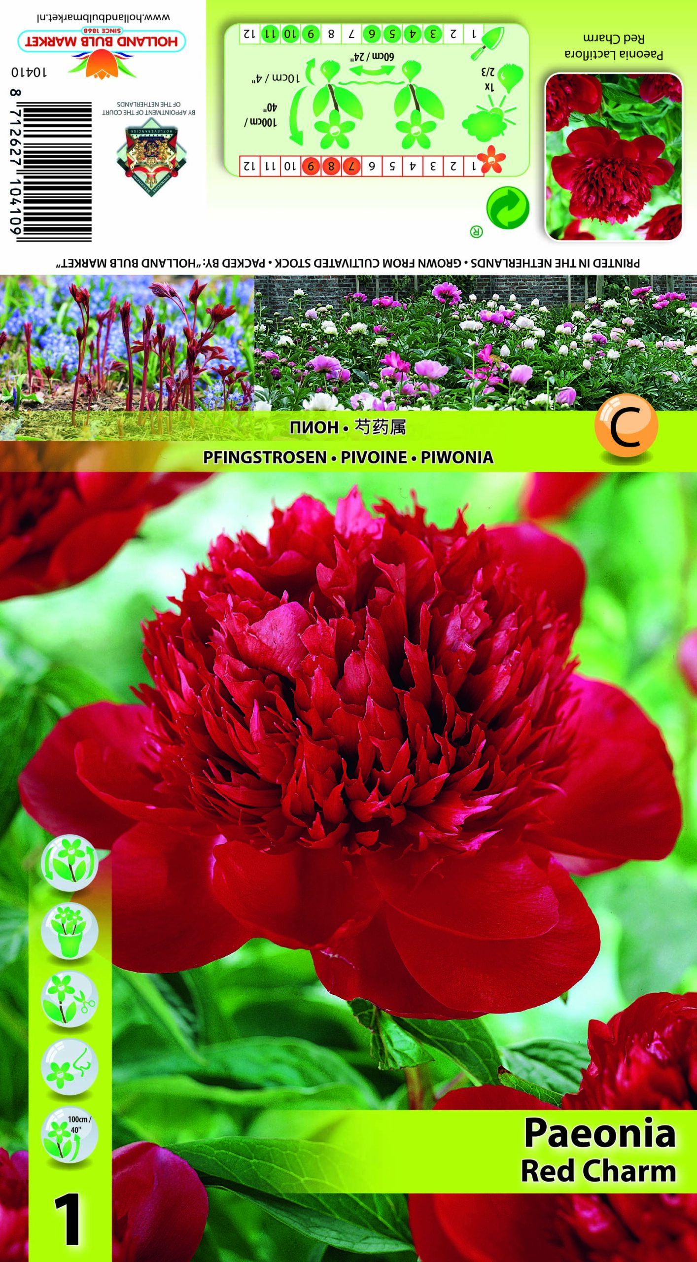 Peonija  Red Charm 1 gab