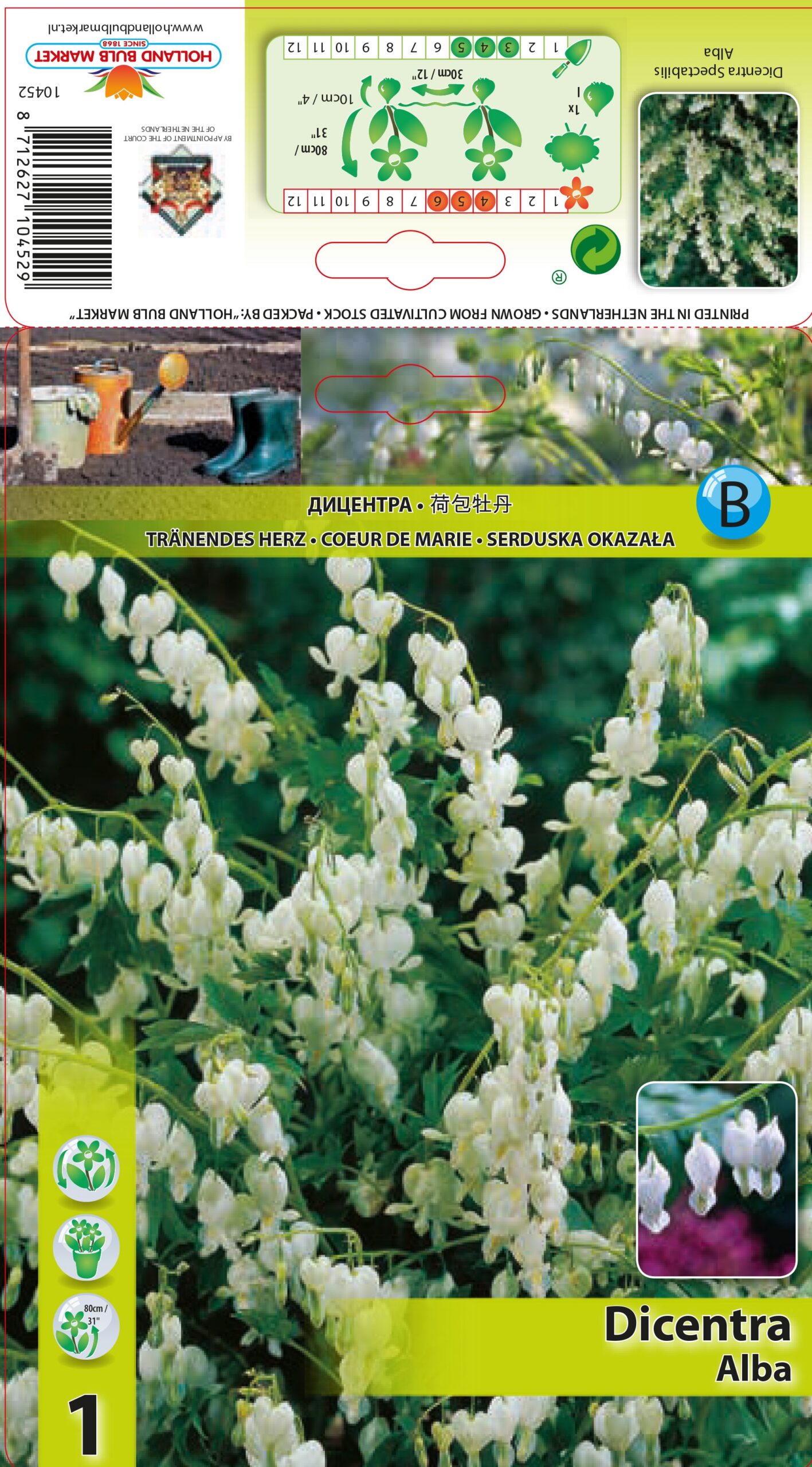 Sirdspuķe Spect. Alba 1 gab