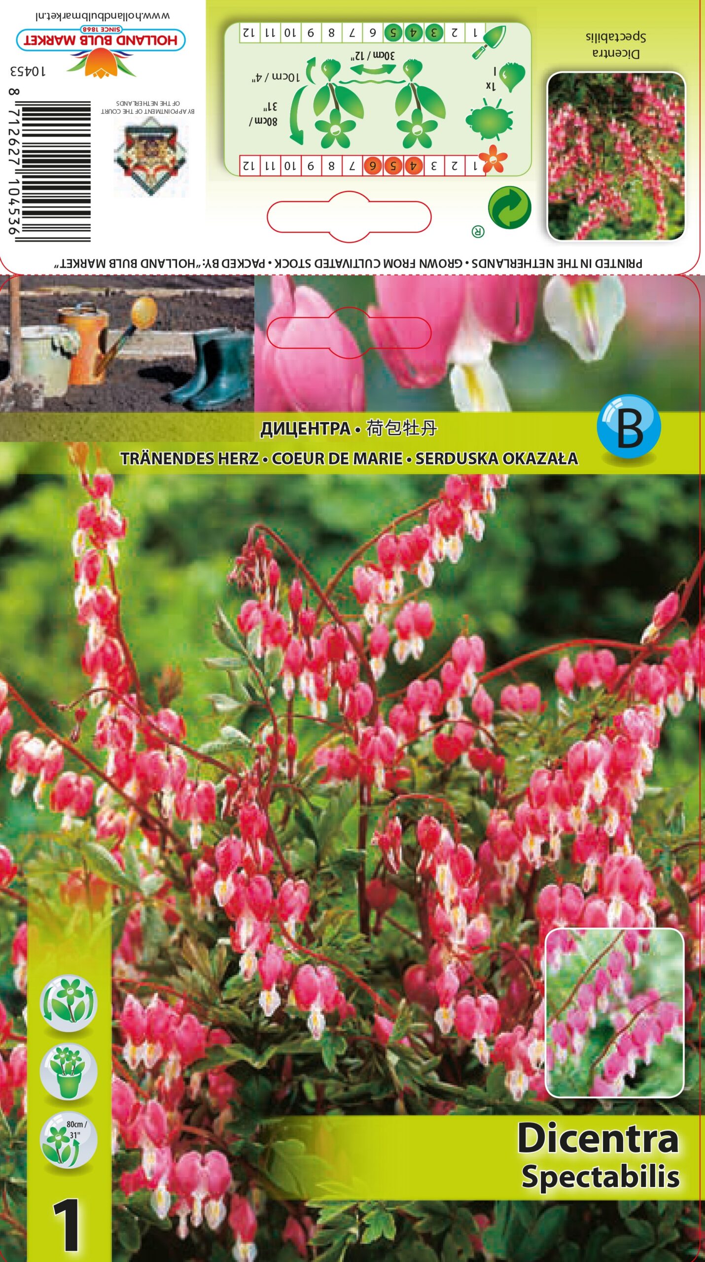 Sirdspuķe Spectabilis 1 gab