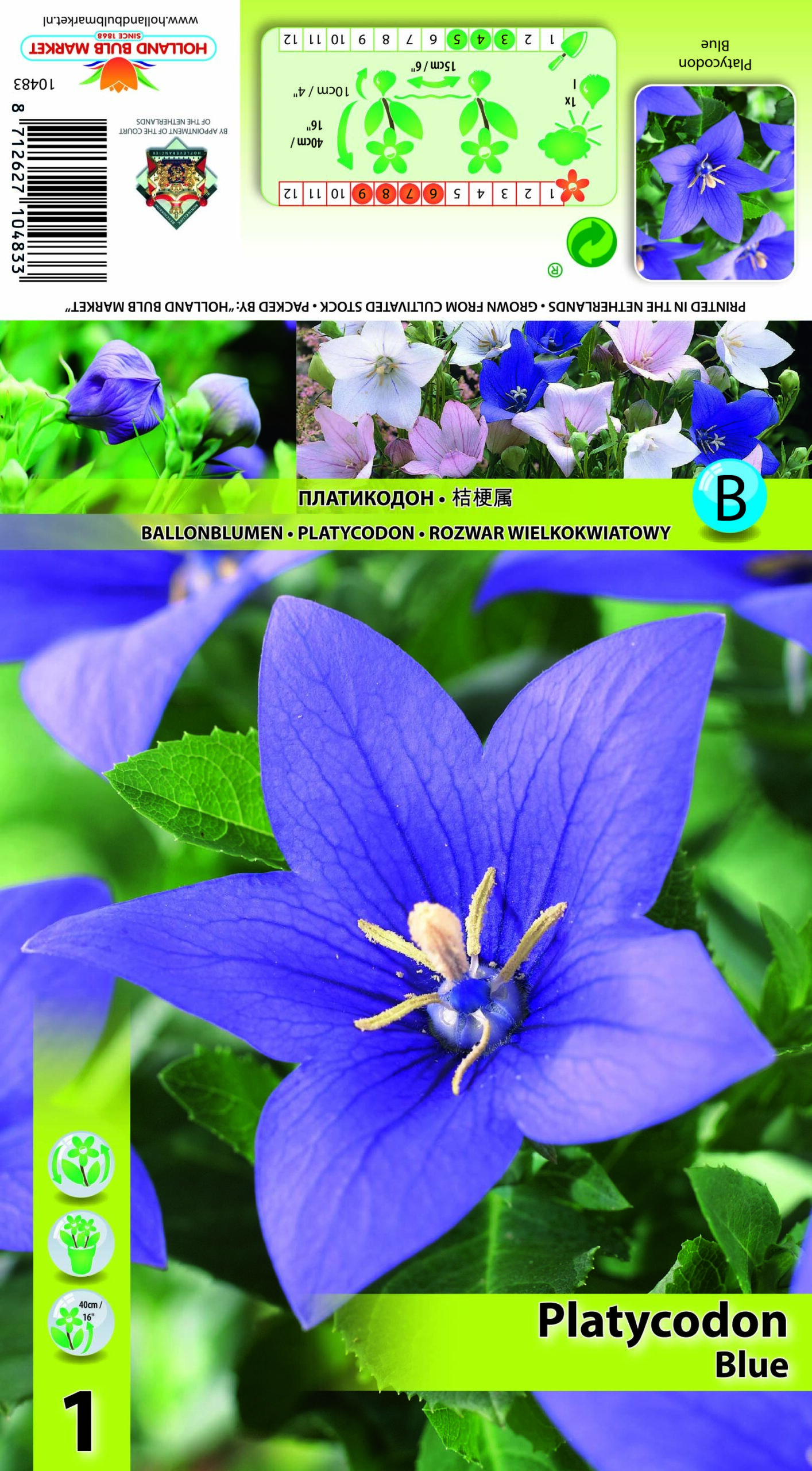 Lielziedu platpulkstenīte Zila 1 gab