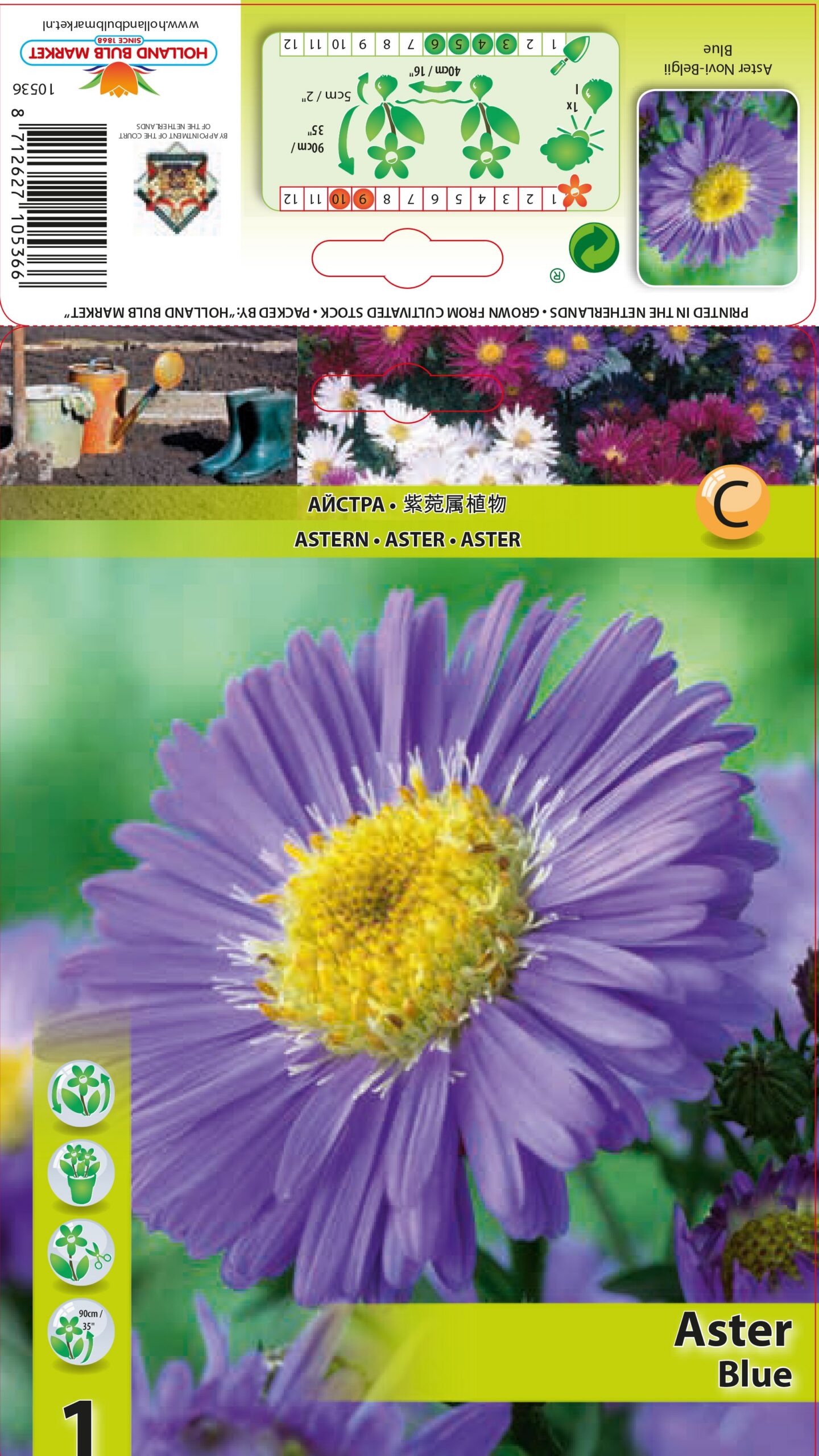 Jaunbeļģijas Ziemastere Blue 1 gab