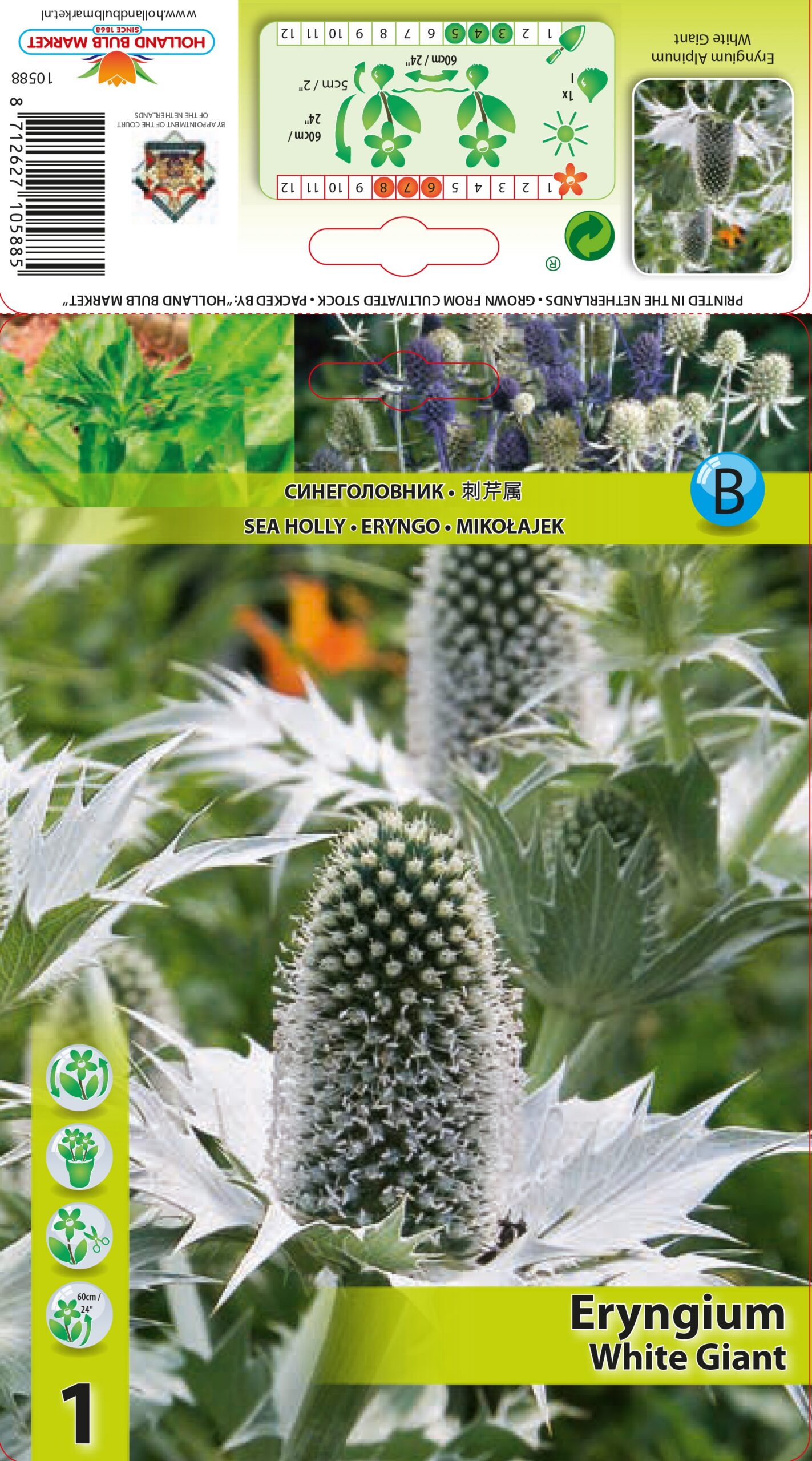 Zilpodze White Giant 1 gab