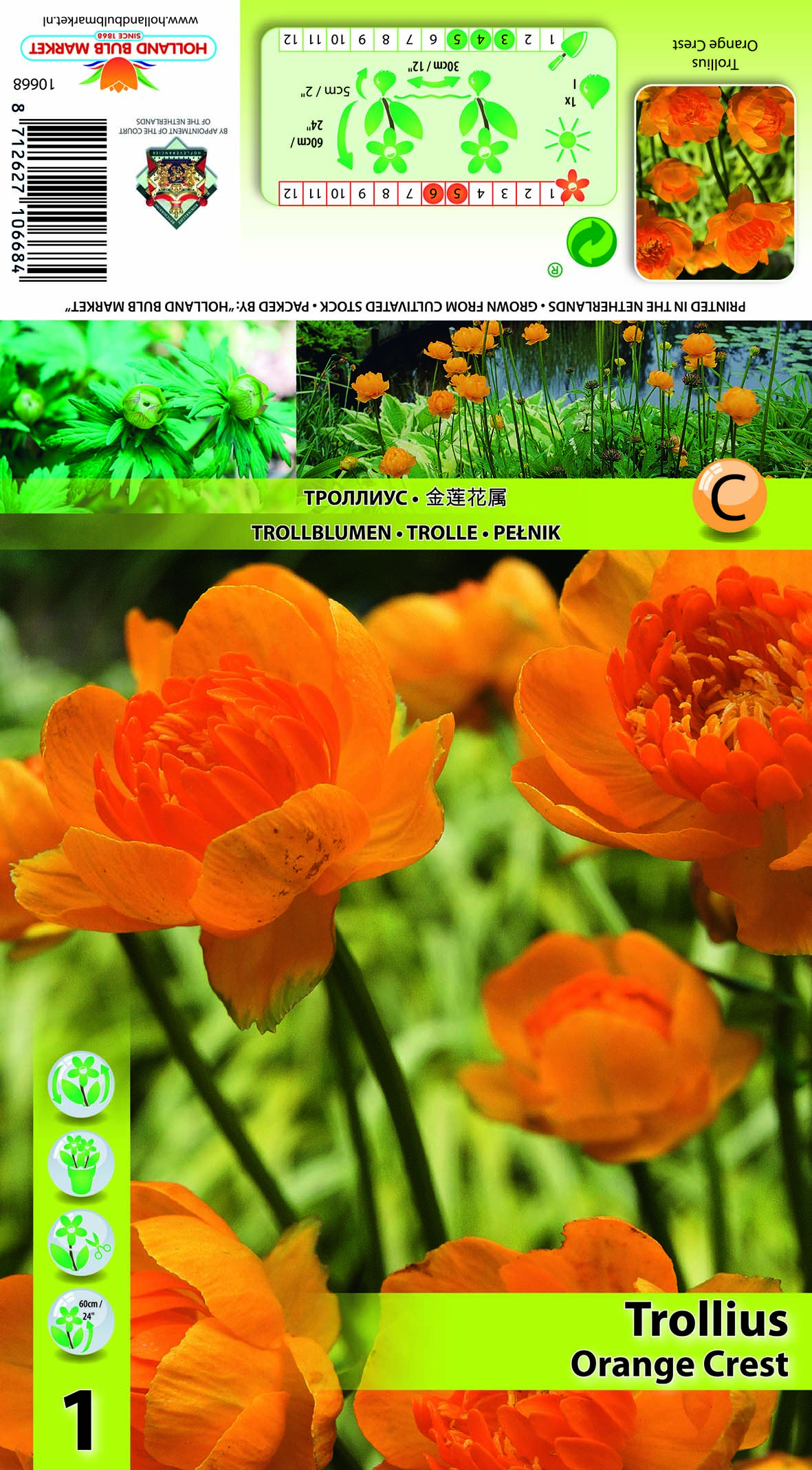 Eiropas Saulpurene Orange Crest 1 gab