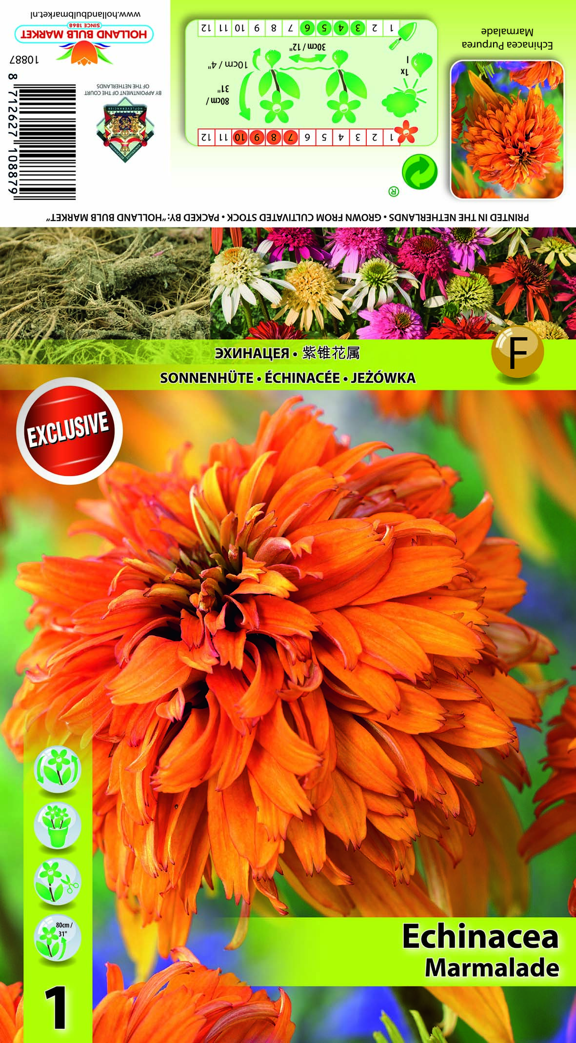 Purpursarkanā Ehinācija Marmalade 1 gab