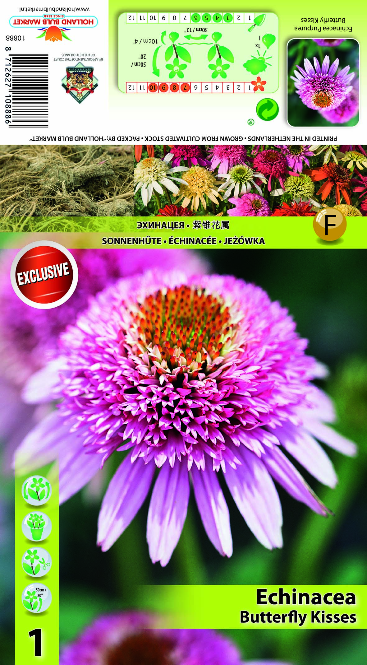 Purpursarkanā Ehinācija Butterfly Kisses 1 gab