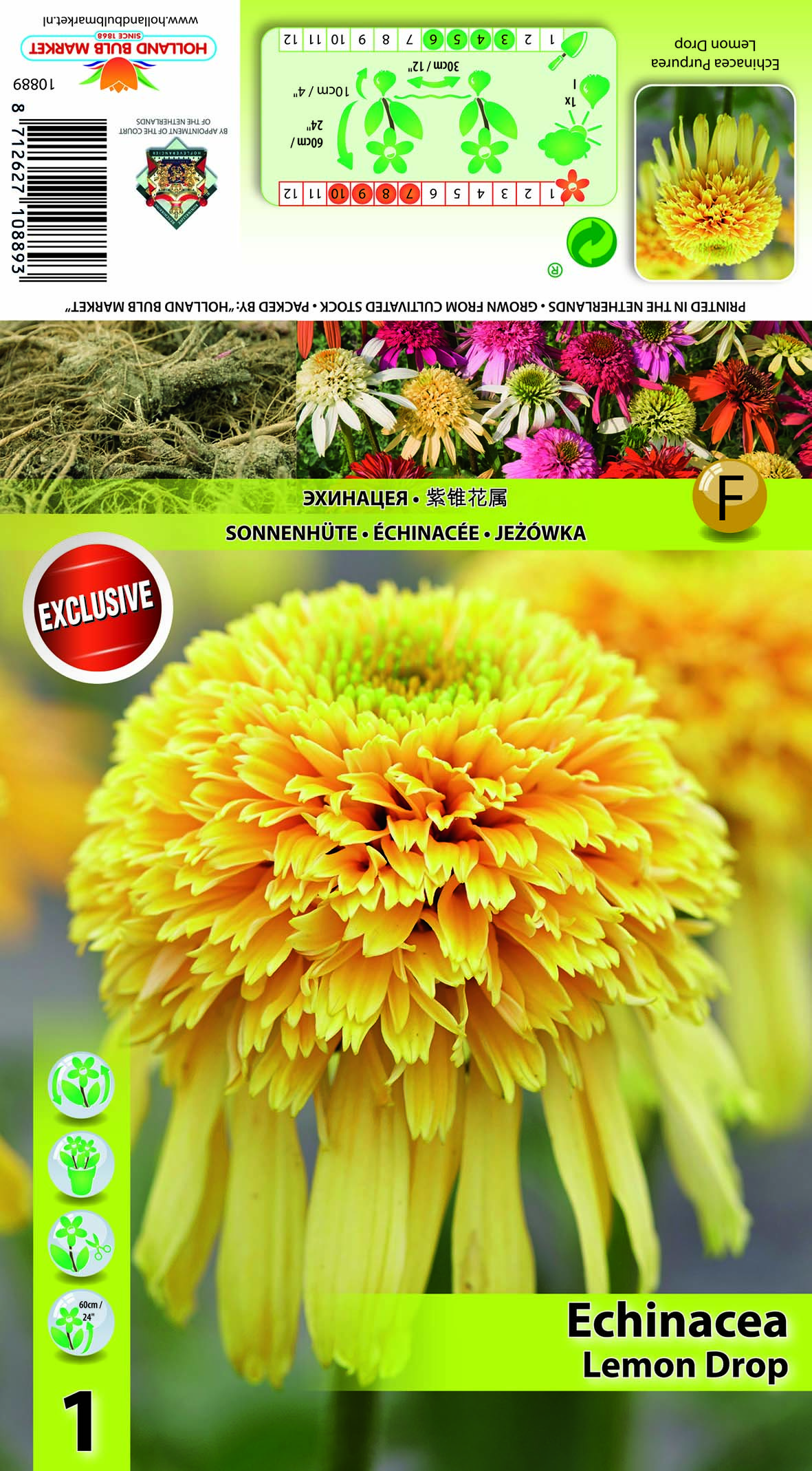 Purpursarkanā Ehinācija Lemon Drop 1 gab