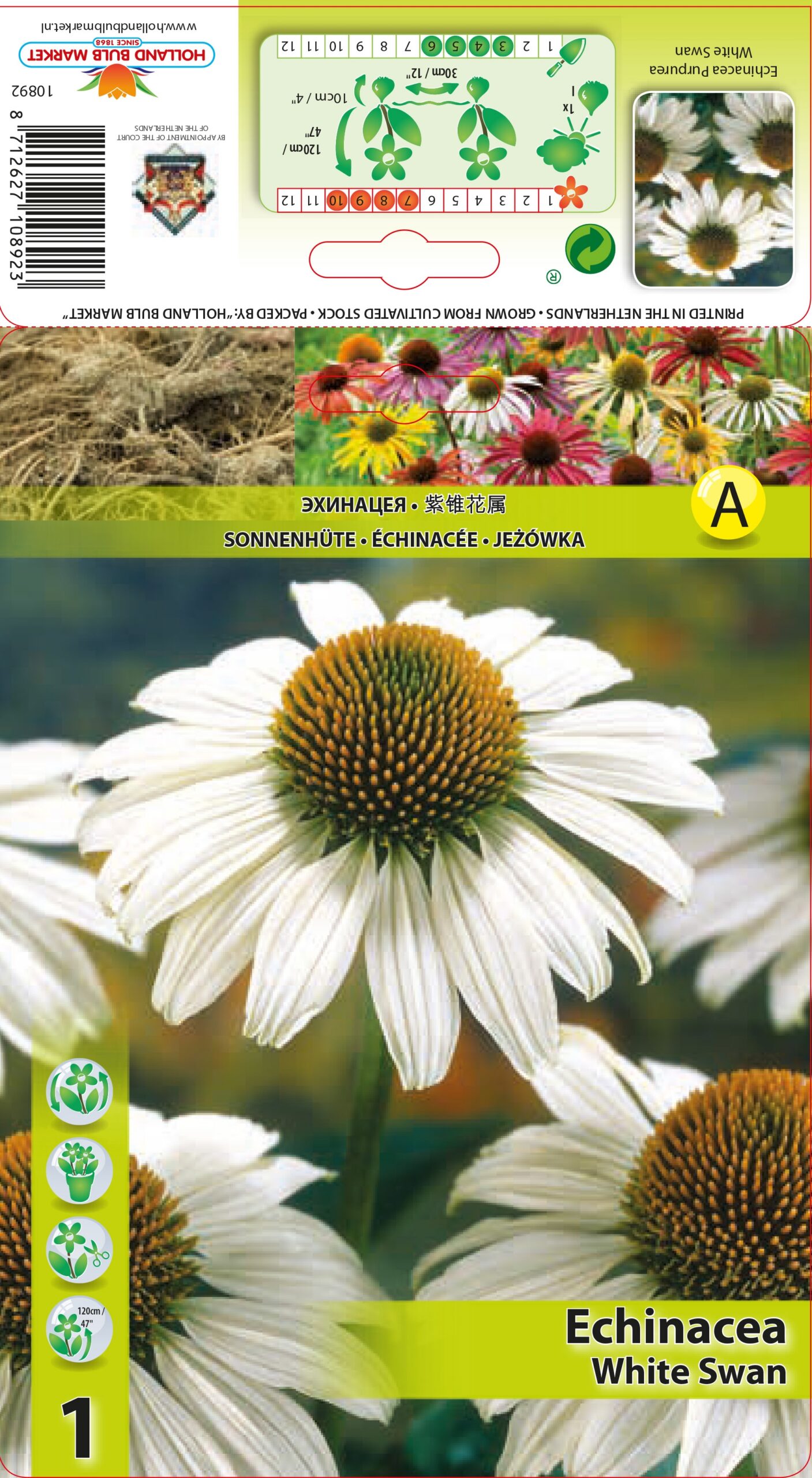 Purpursarkanā Ehinācija White Swan 1 gab