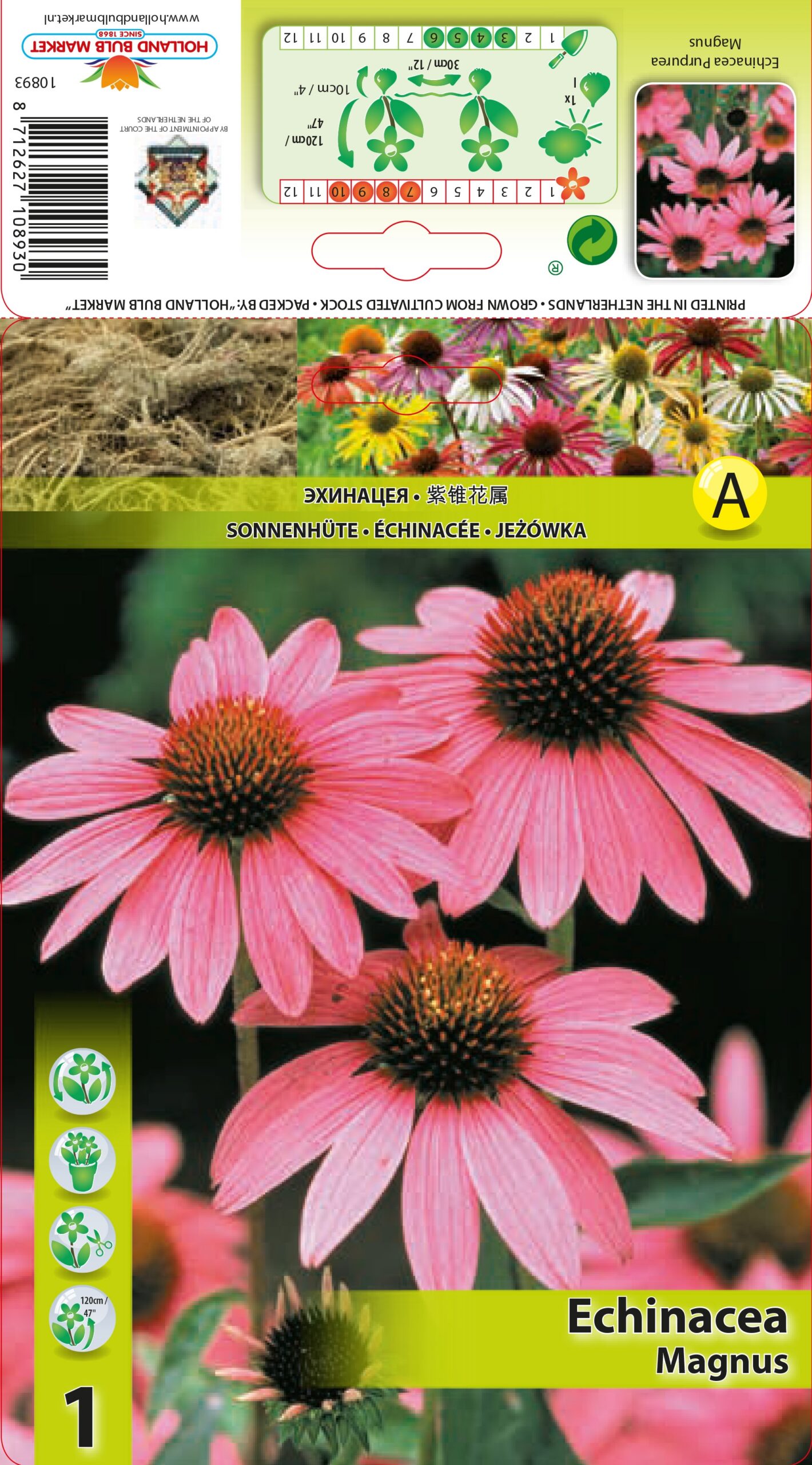 Purpursarkanā Ehinācija Magnus 1 gab