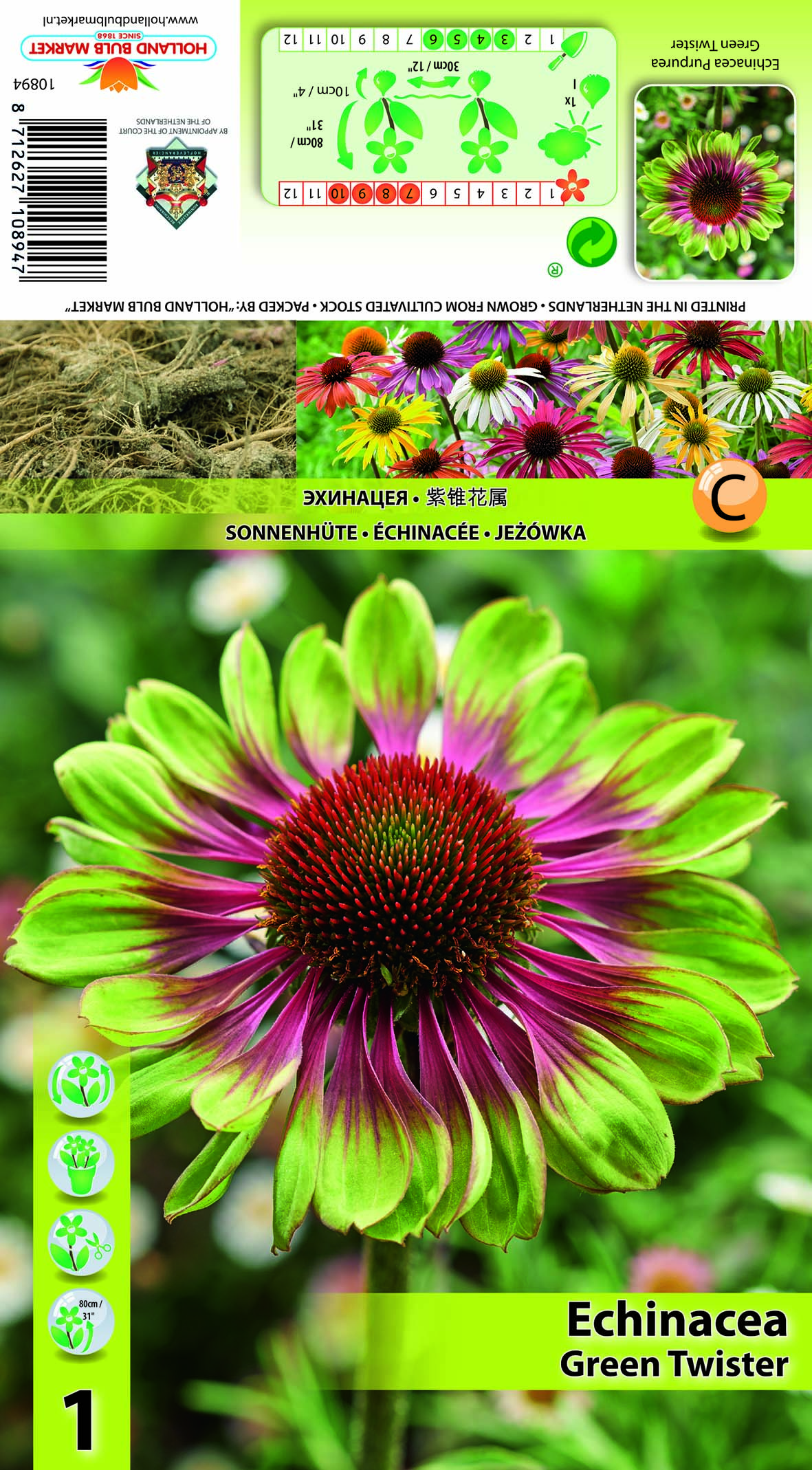 Purpursarkanā Ehinācija Green Twister 1 gab
