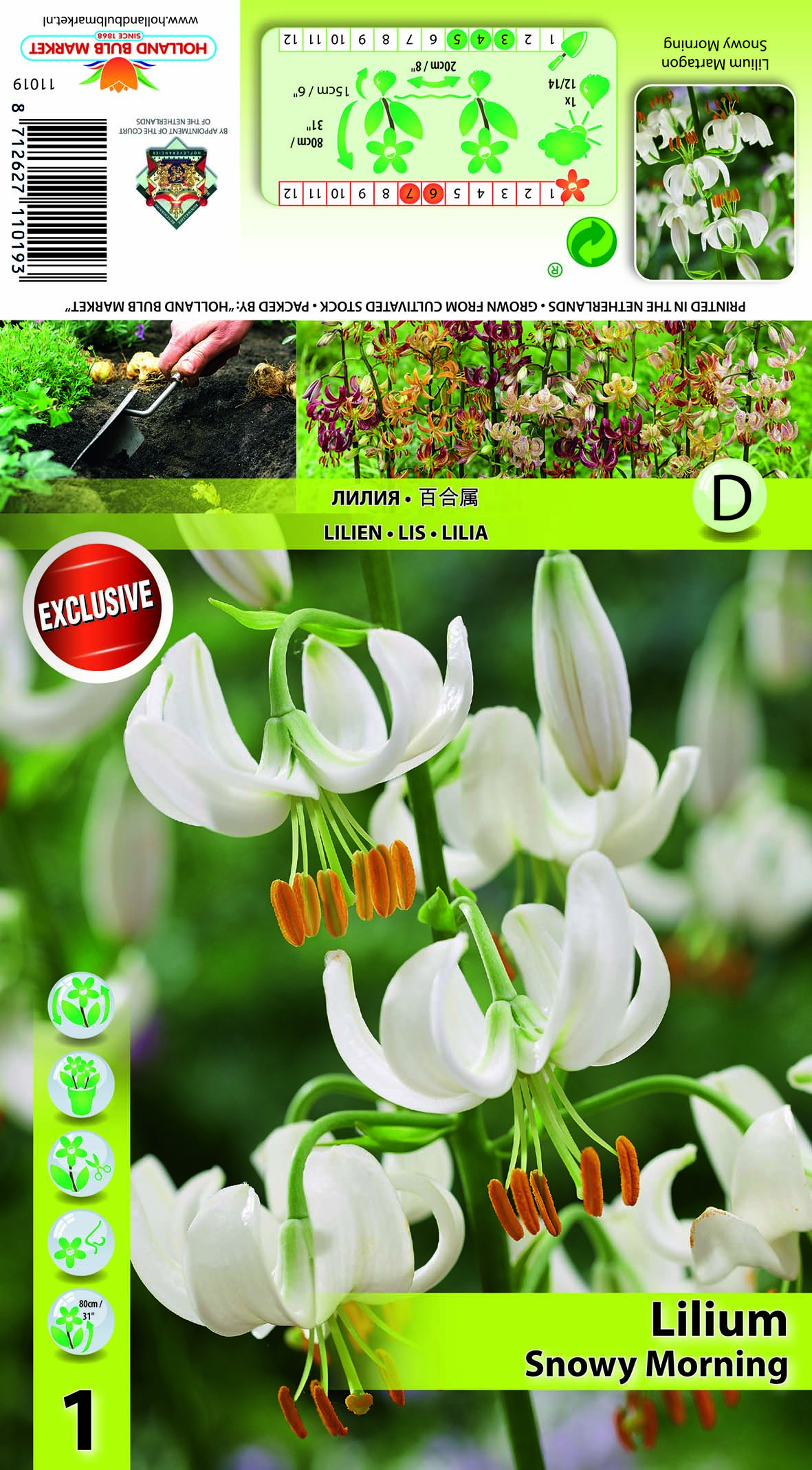 Martagonlilija Snowy Morning 1 gab