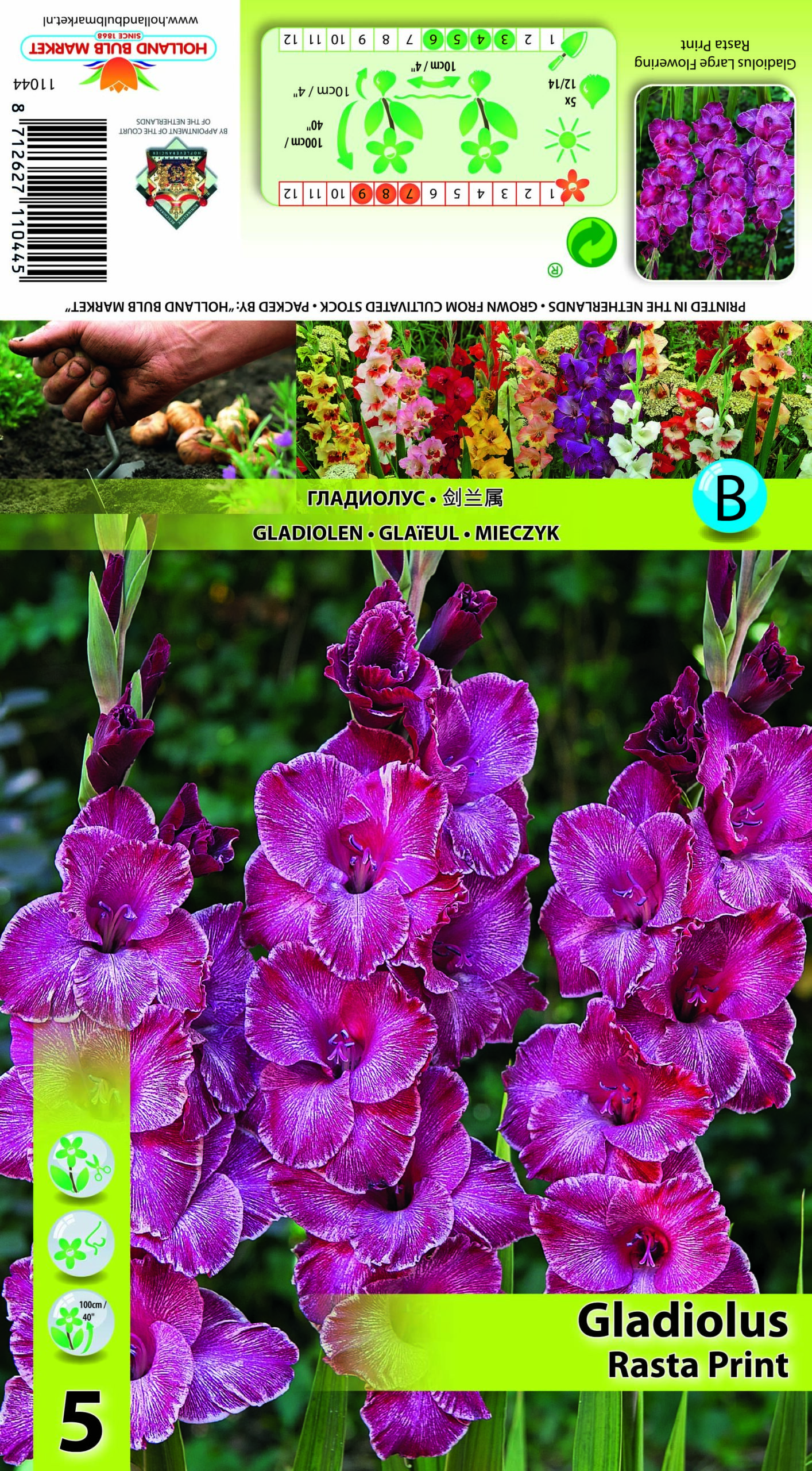 Gladiola Rasta Print 5 gab