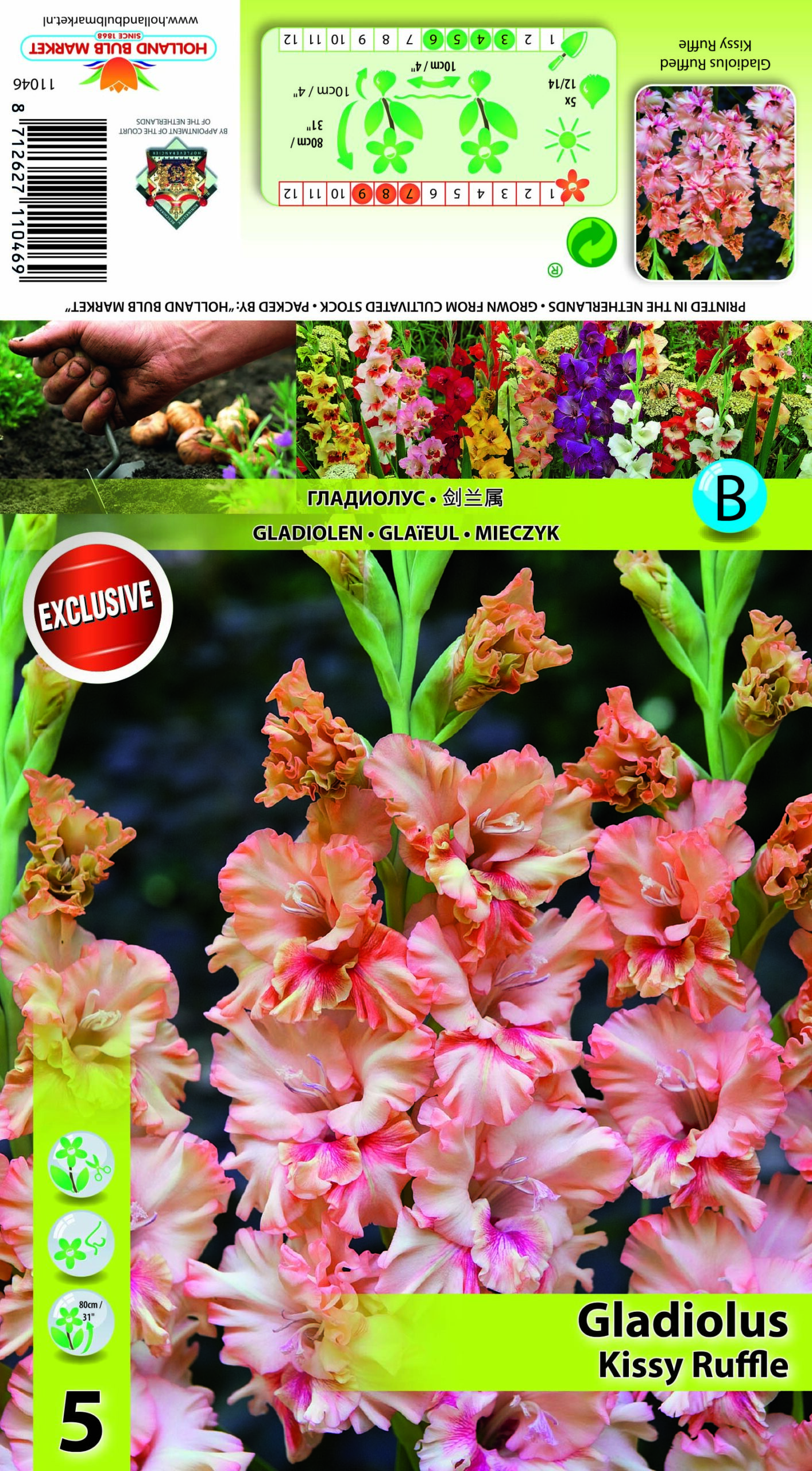 Gladiola Kissy Ruffle 5 gab