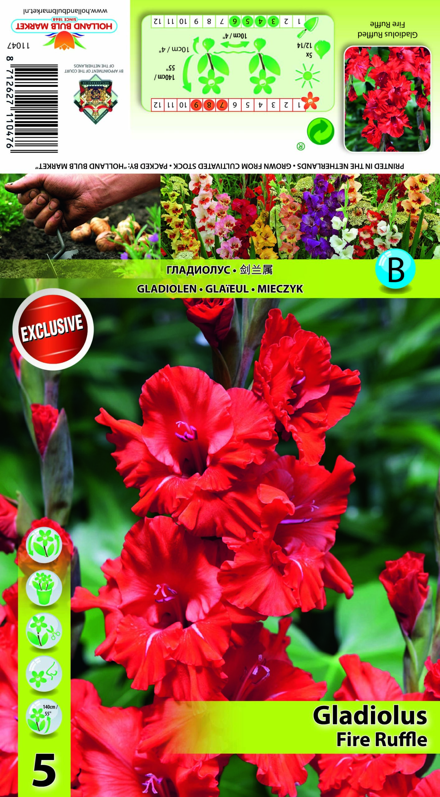 Gladiola Fire Ruffle 5 gab