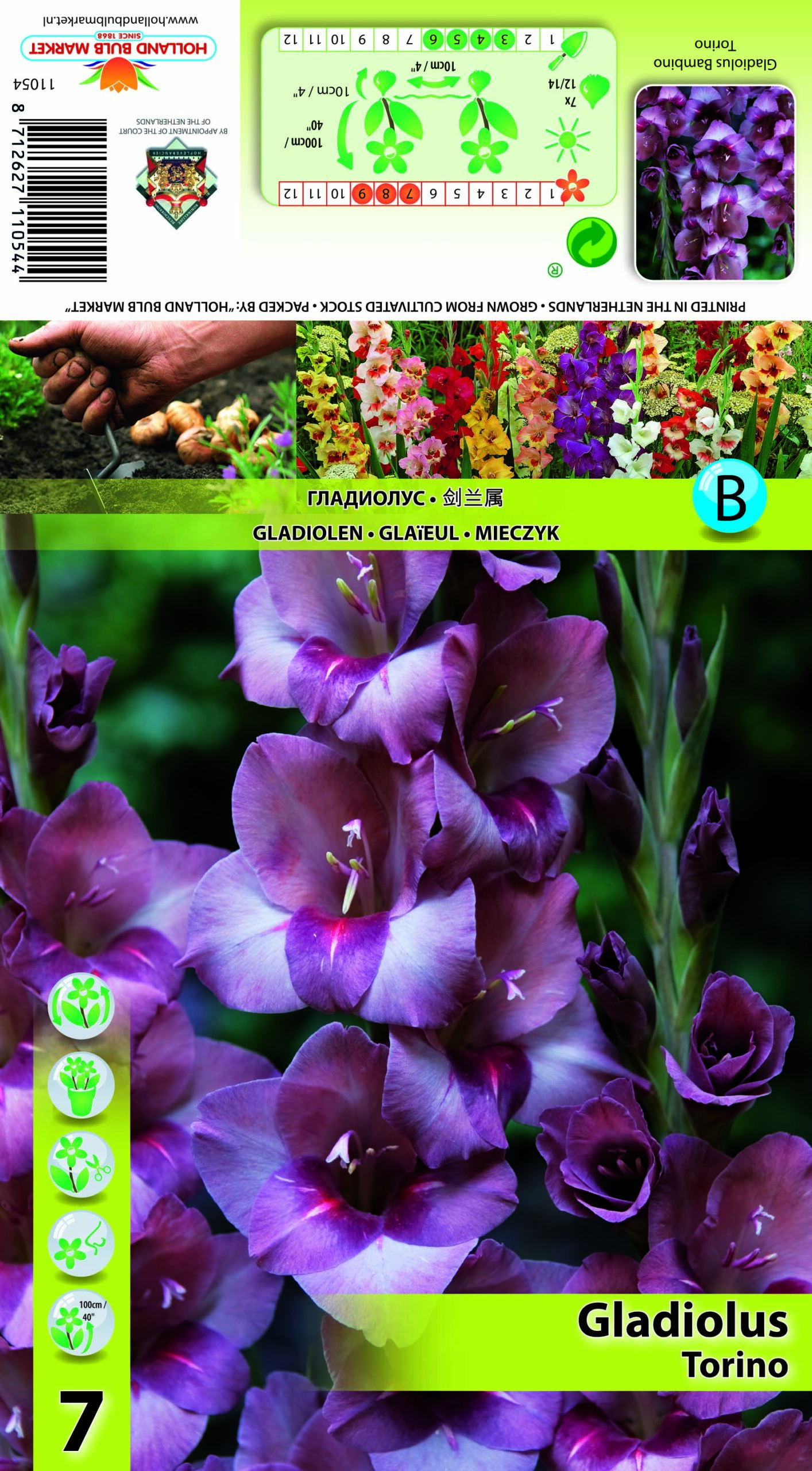 Gladiola Torino 7 gab