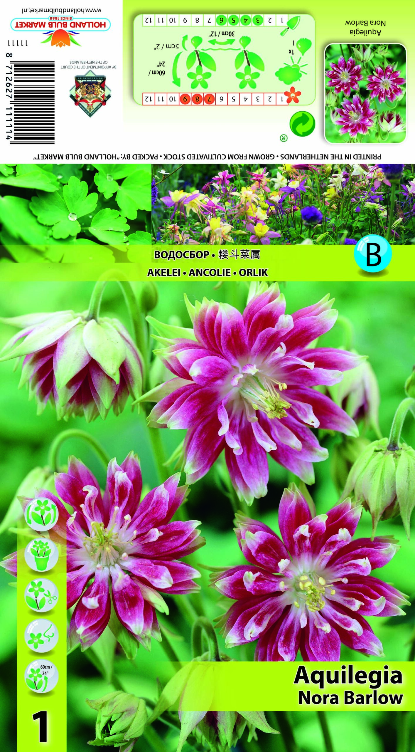 Ozolīte Nora Barlow 1 gab