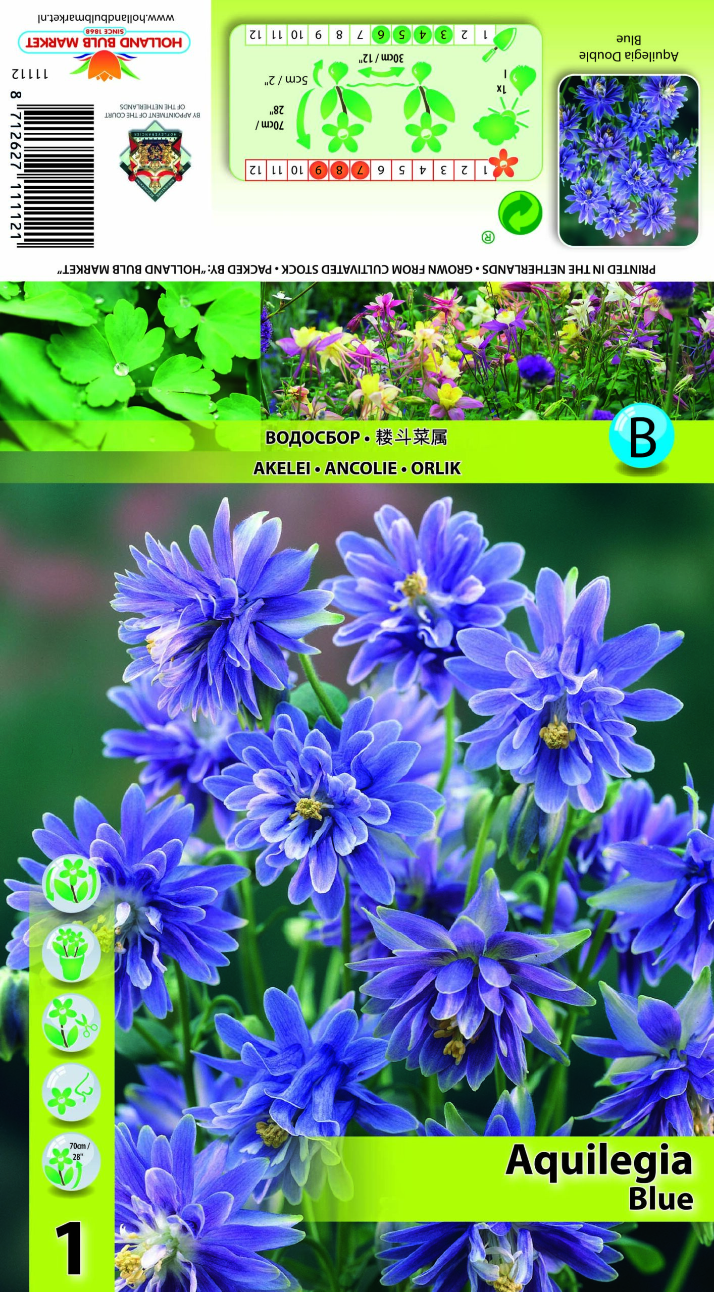 Ozolīte Double Blue 1 gab