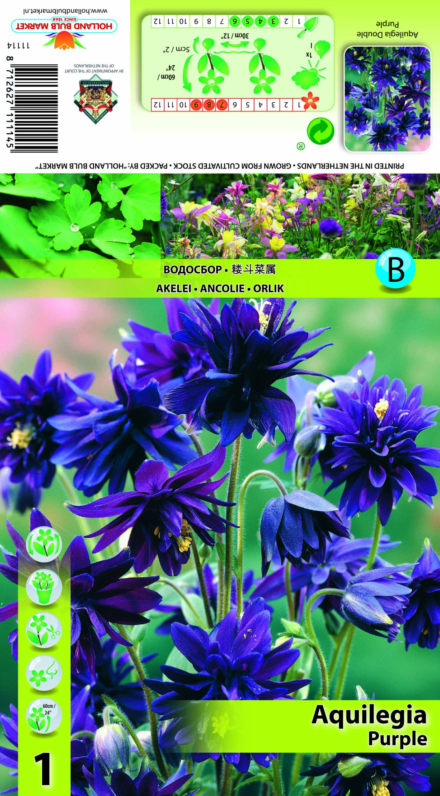 Ozolīte Double Purple 1 gab